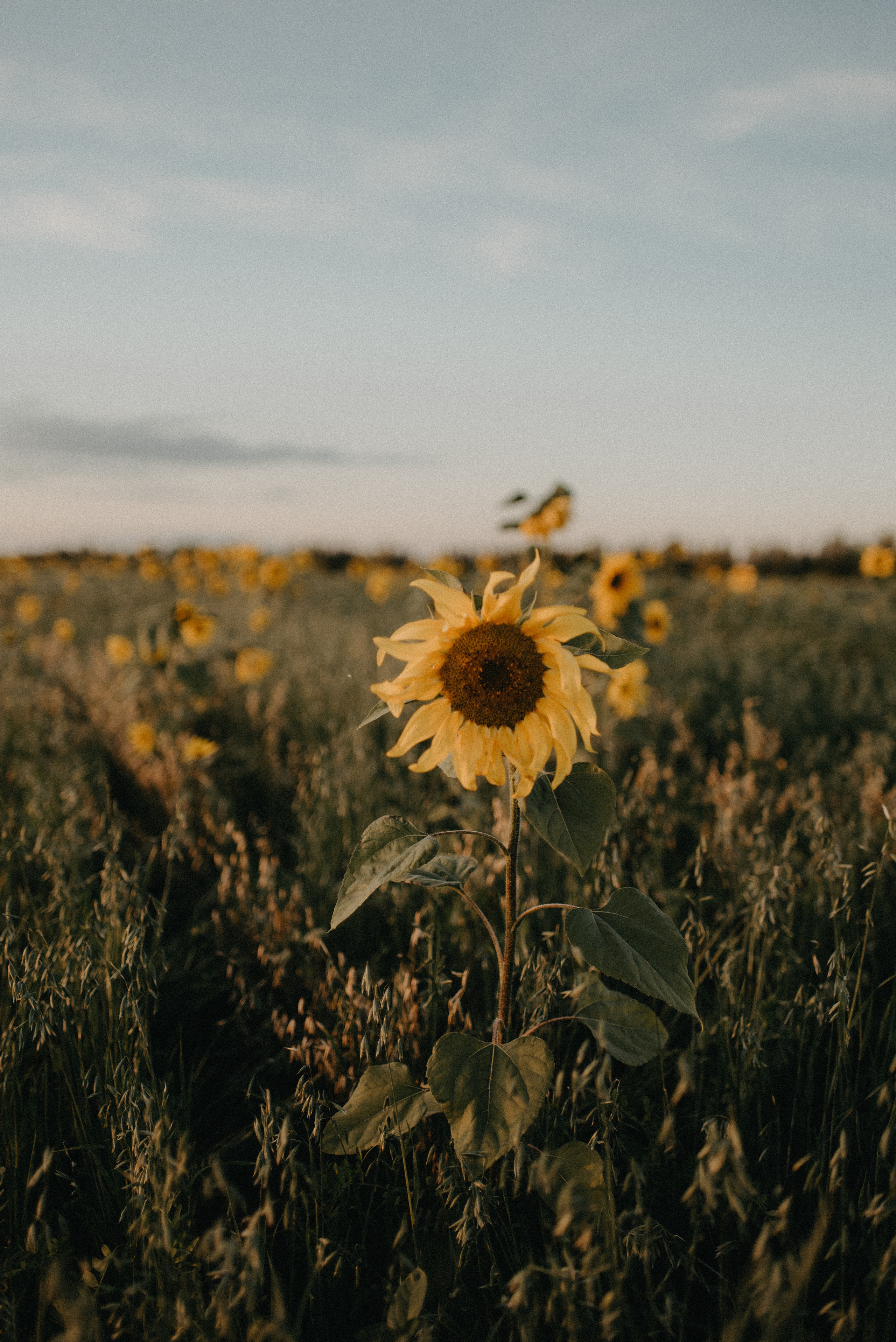 Подсолнухи. Главная