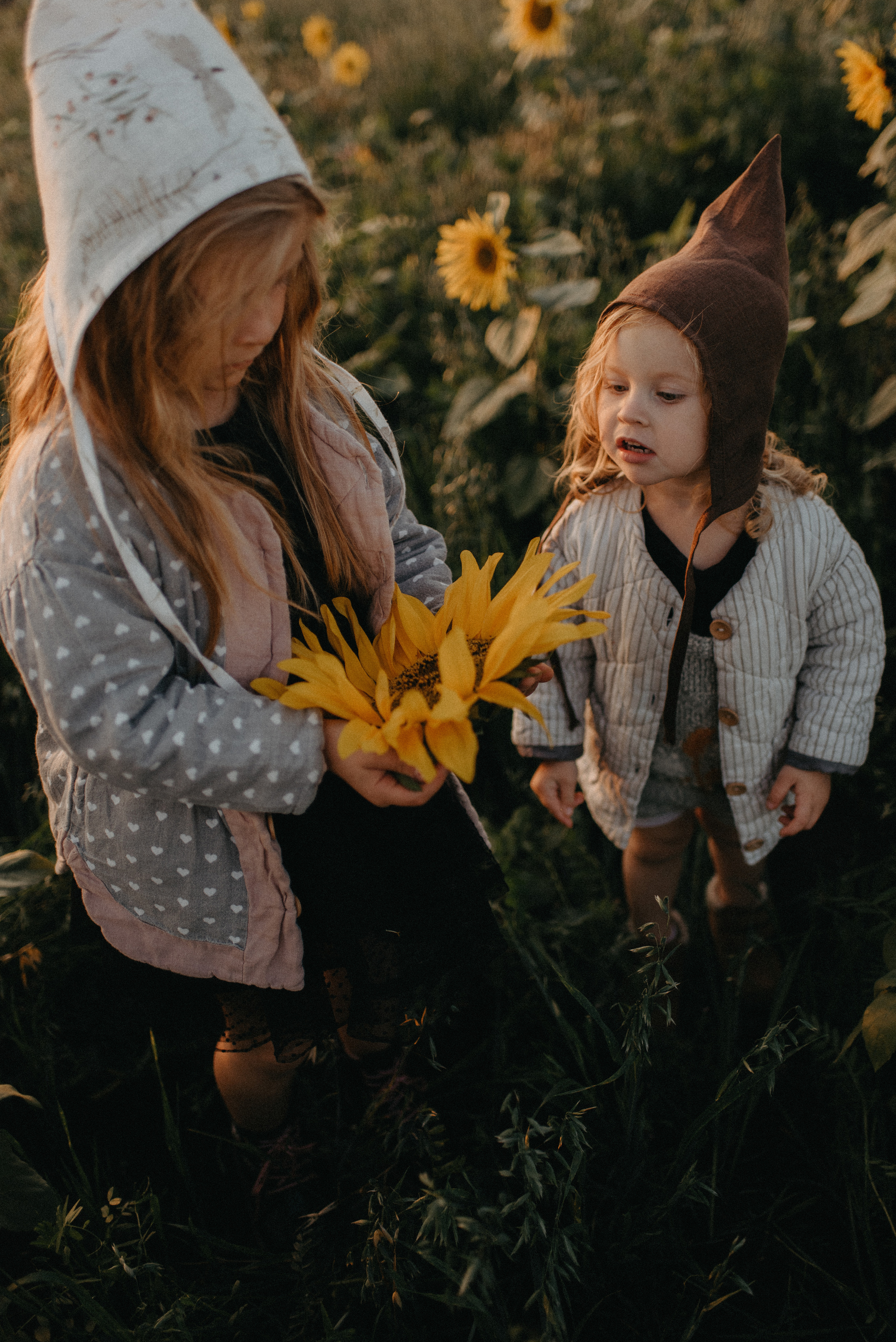 Подсолнухи. Главная