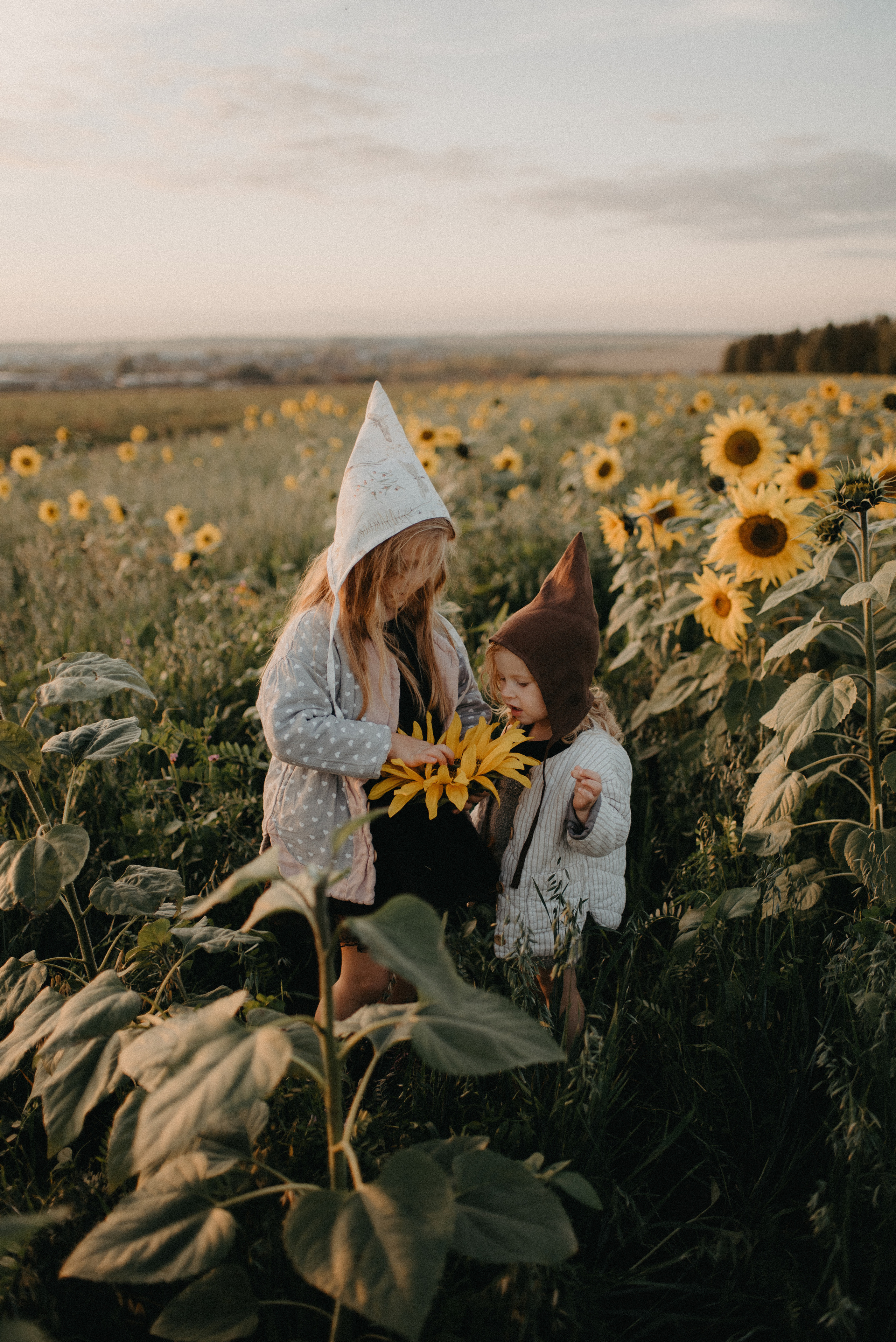 Подсолнухи. Главная