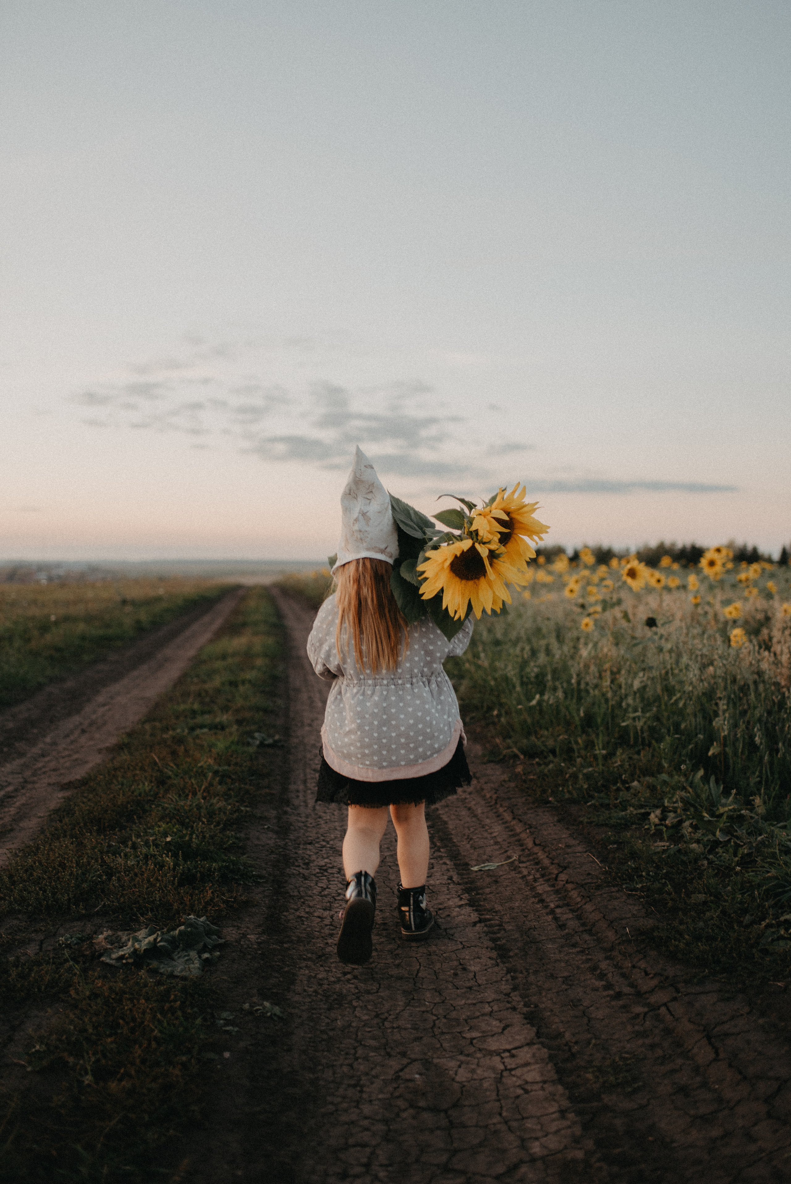 Подсолнухи. Главная