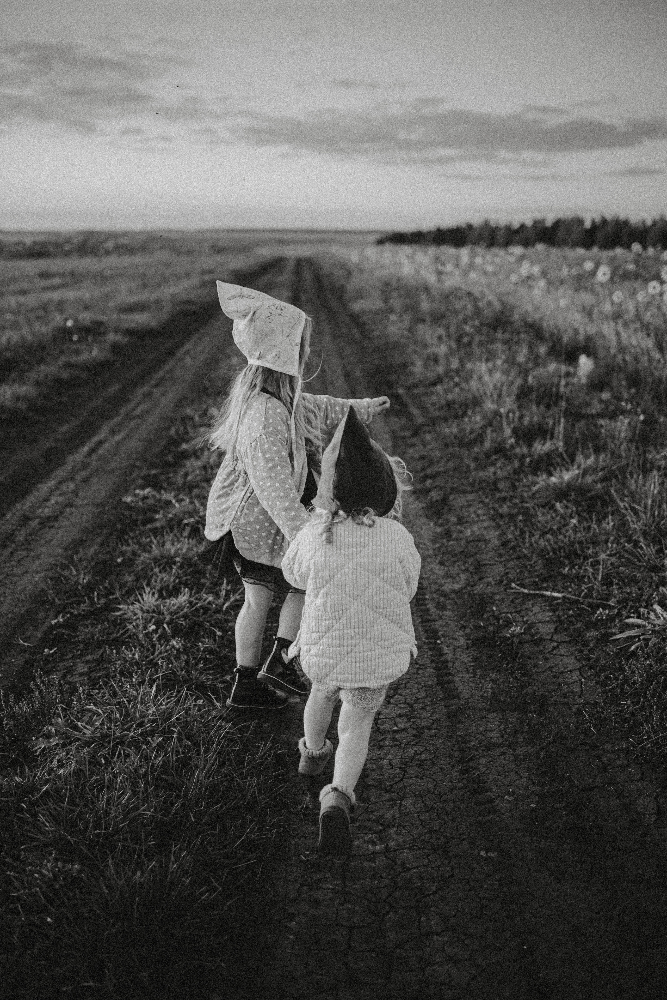 Подсолнухи. Главная