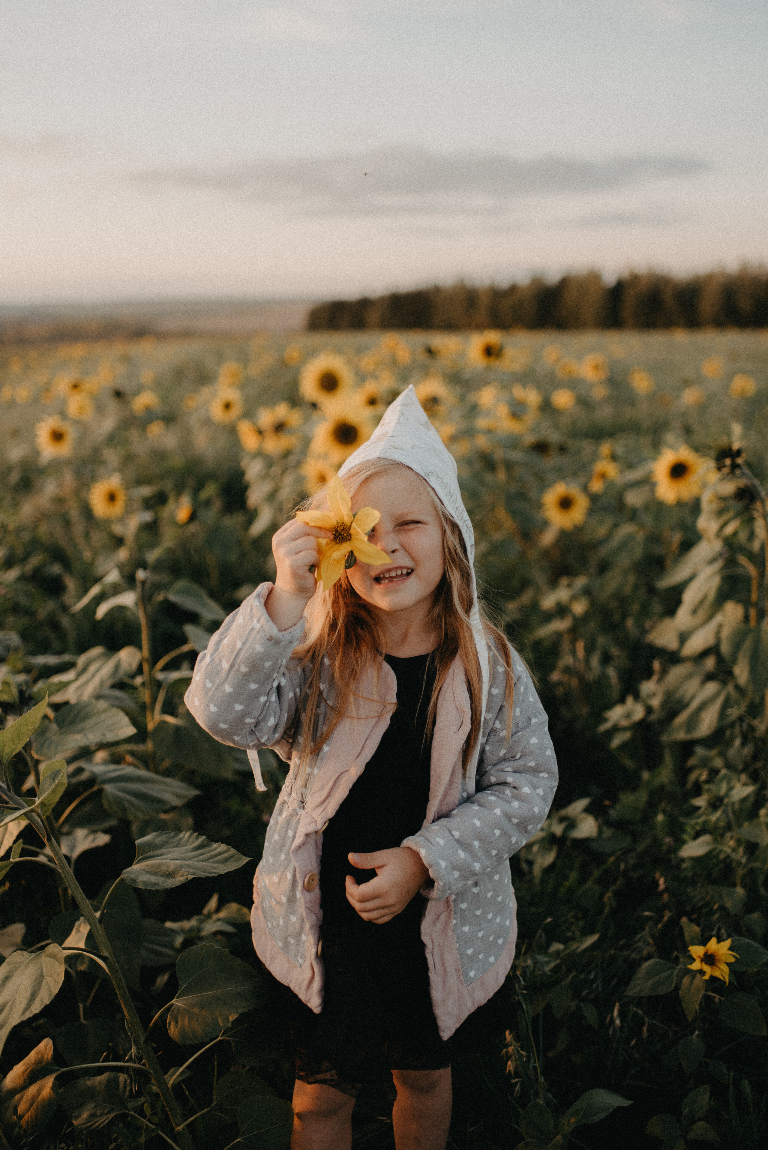 Подсолнухи. Главная