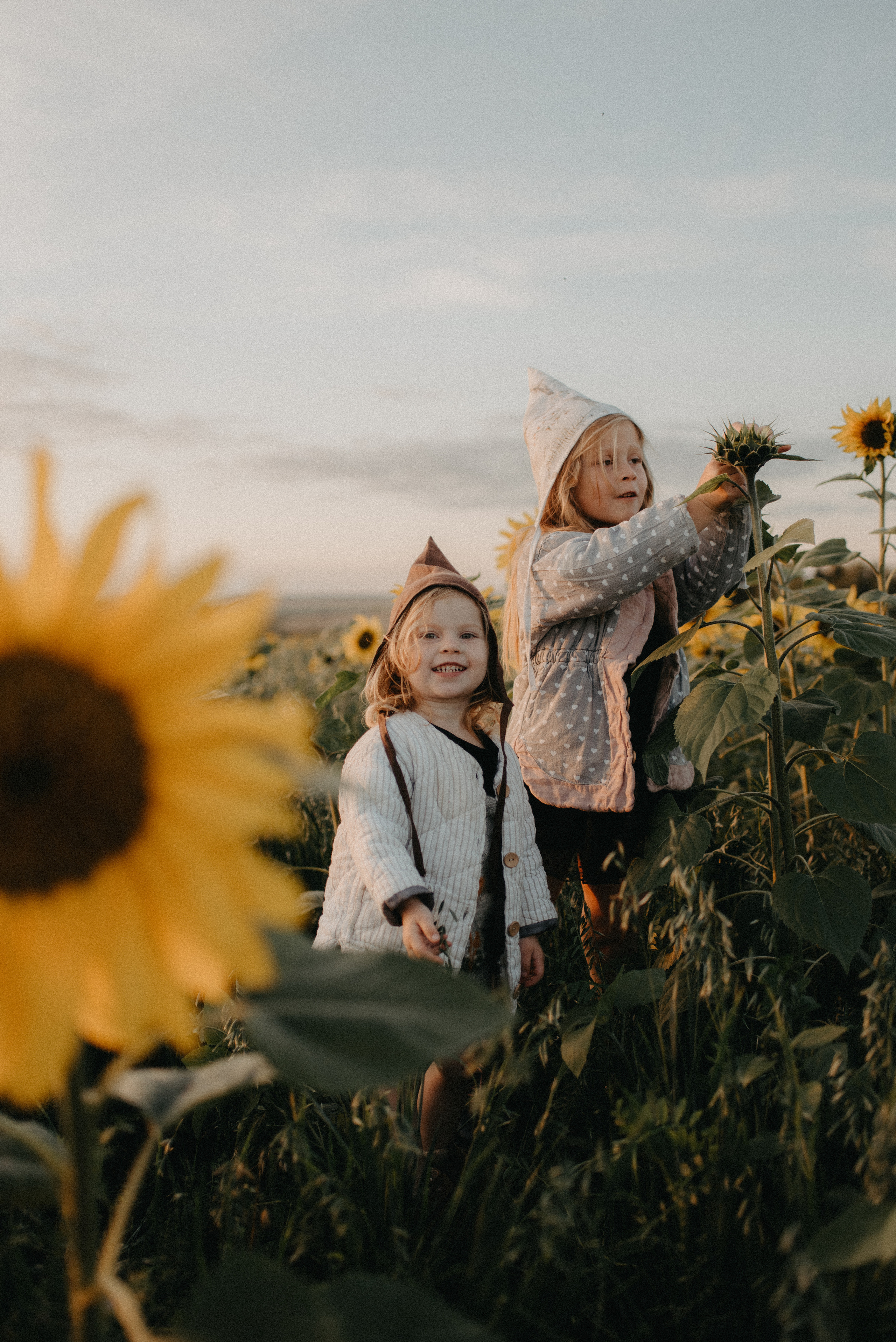 Подсолнухи. Главная