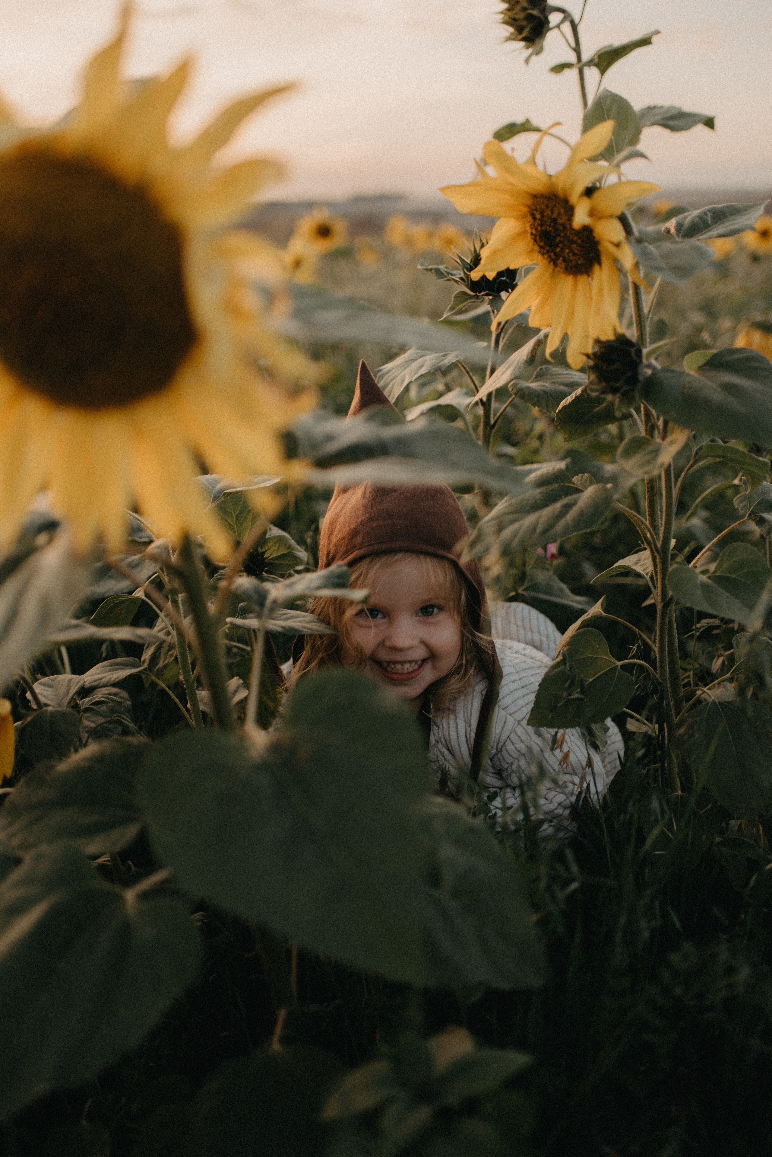 Подсолнухи. Главная