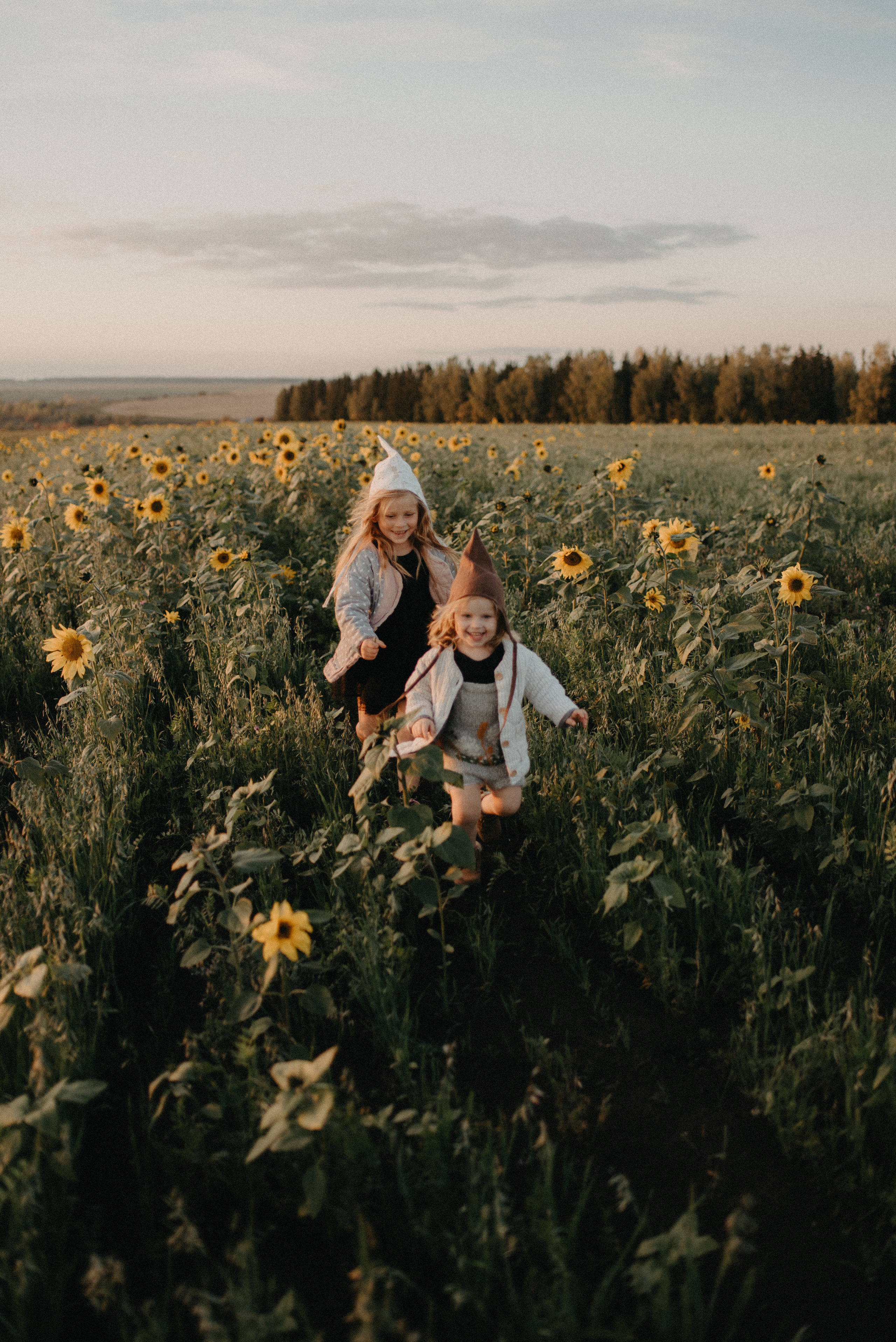 Подсолнухи. Главная