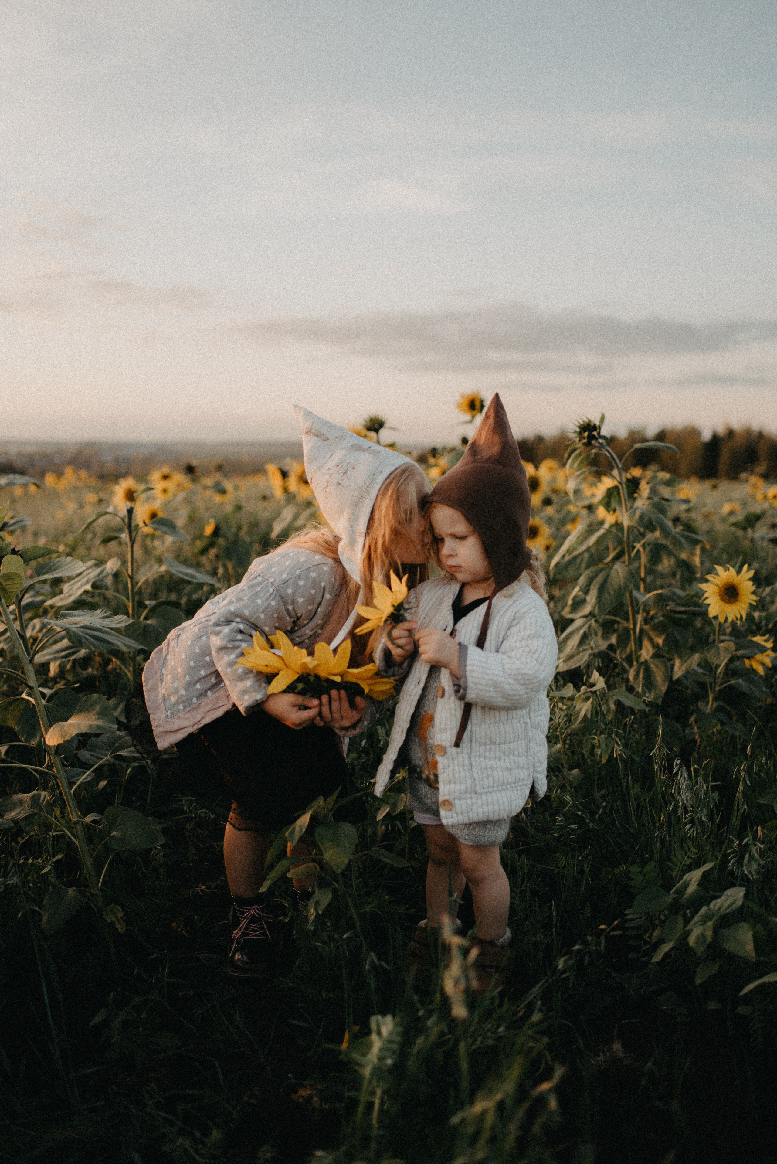 Подсолнухи. Главная