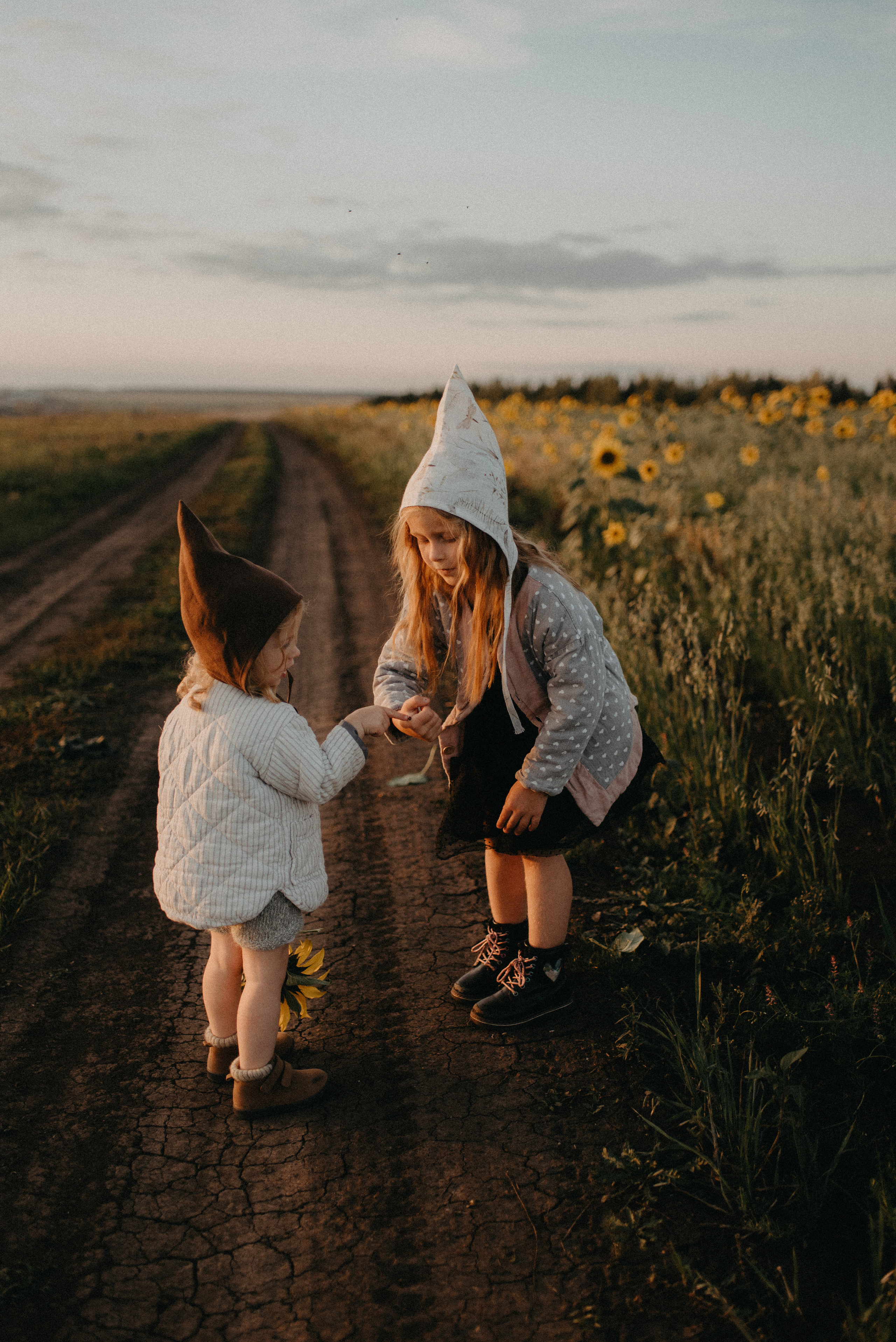 Подсолнухи. Главная