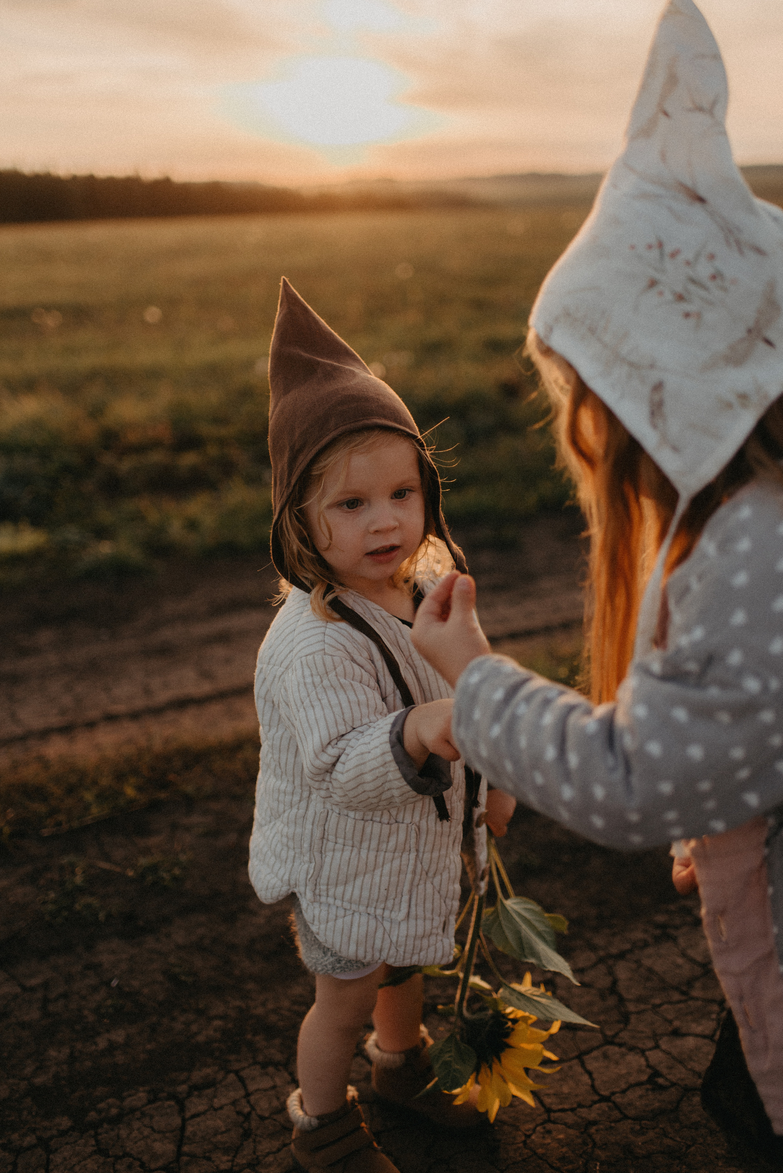 Подсолнухи. Главная