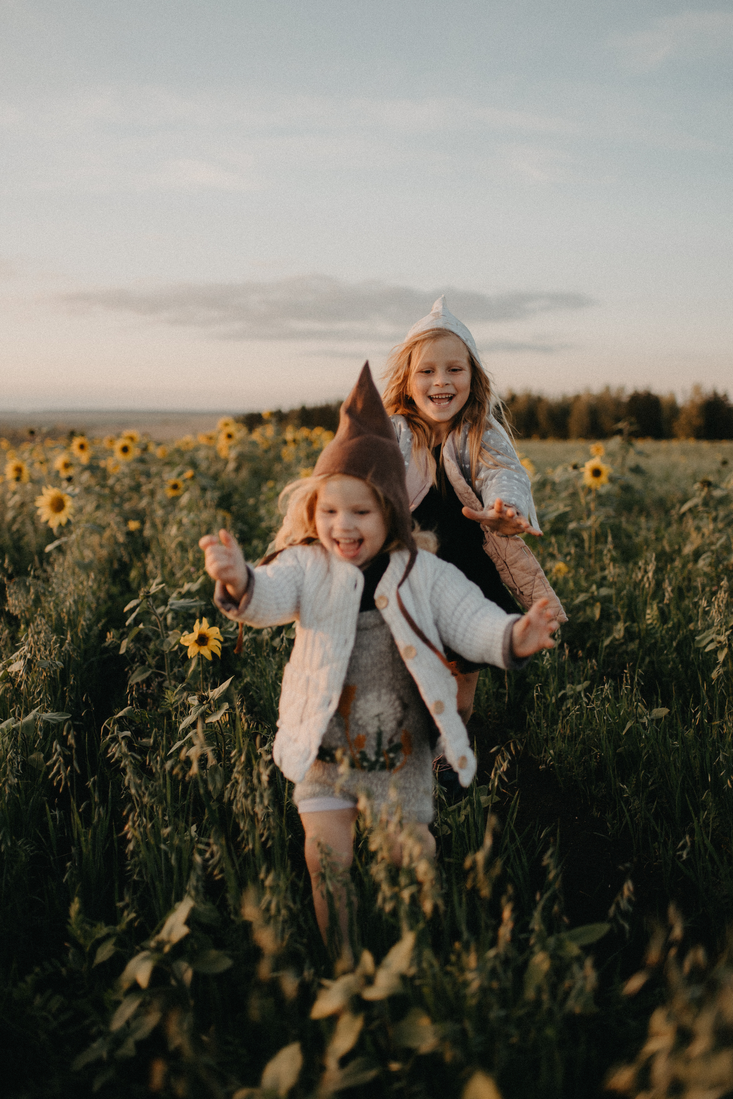 Подсолнухи. Главная