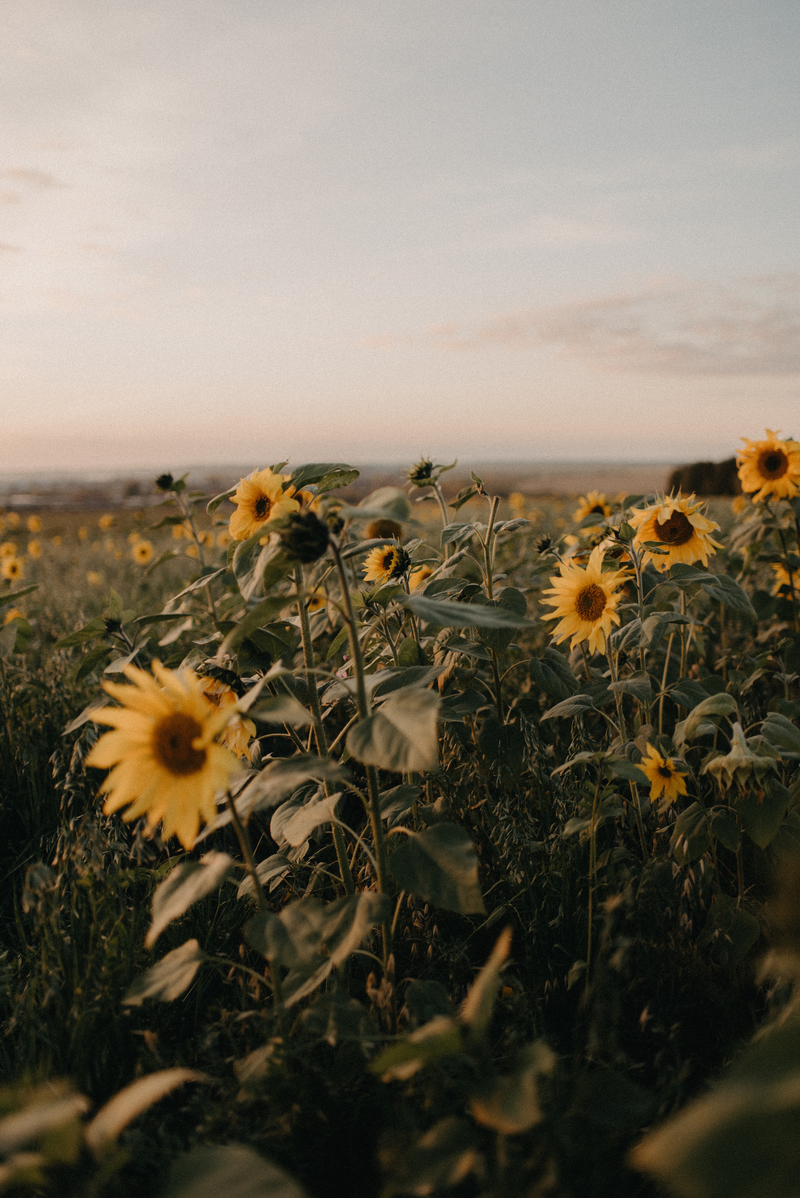Подсолнухи. Главная