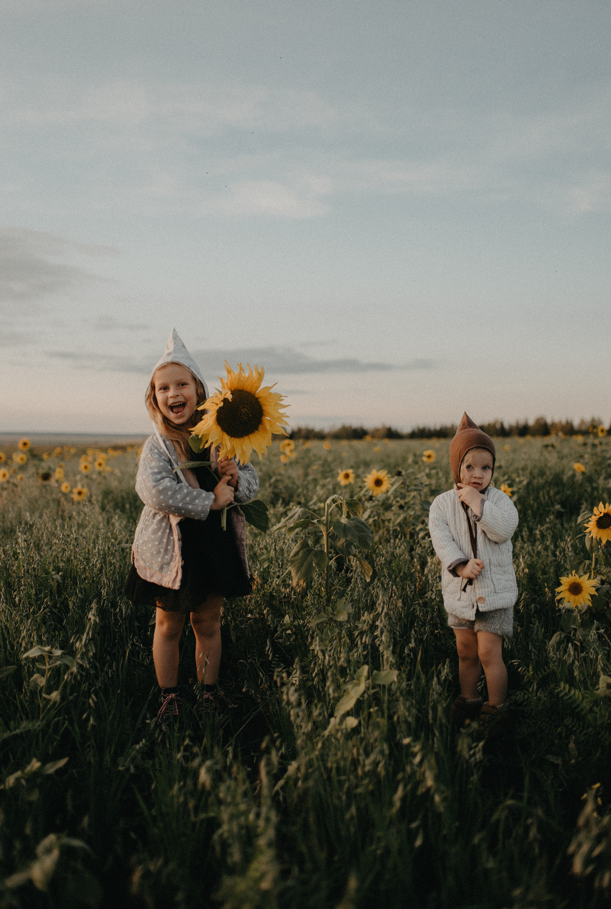 Подсолнухи. Главная