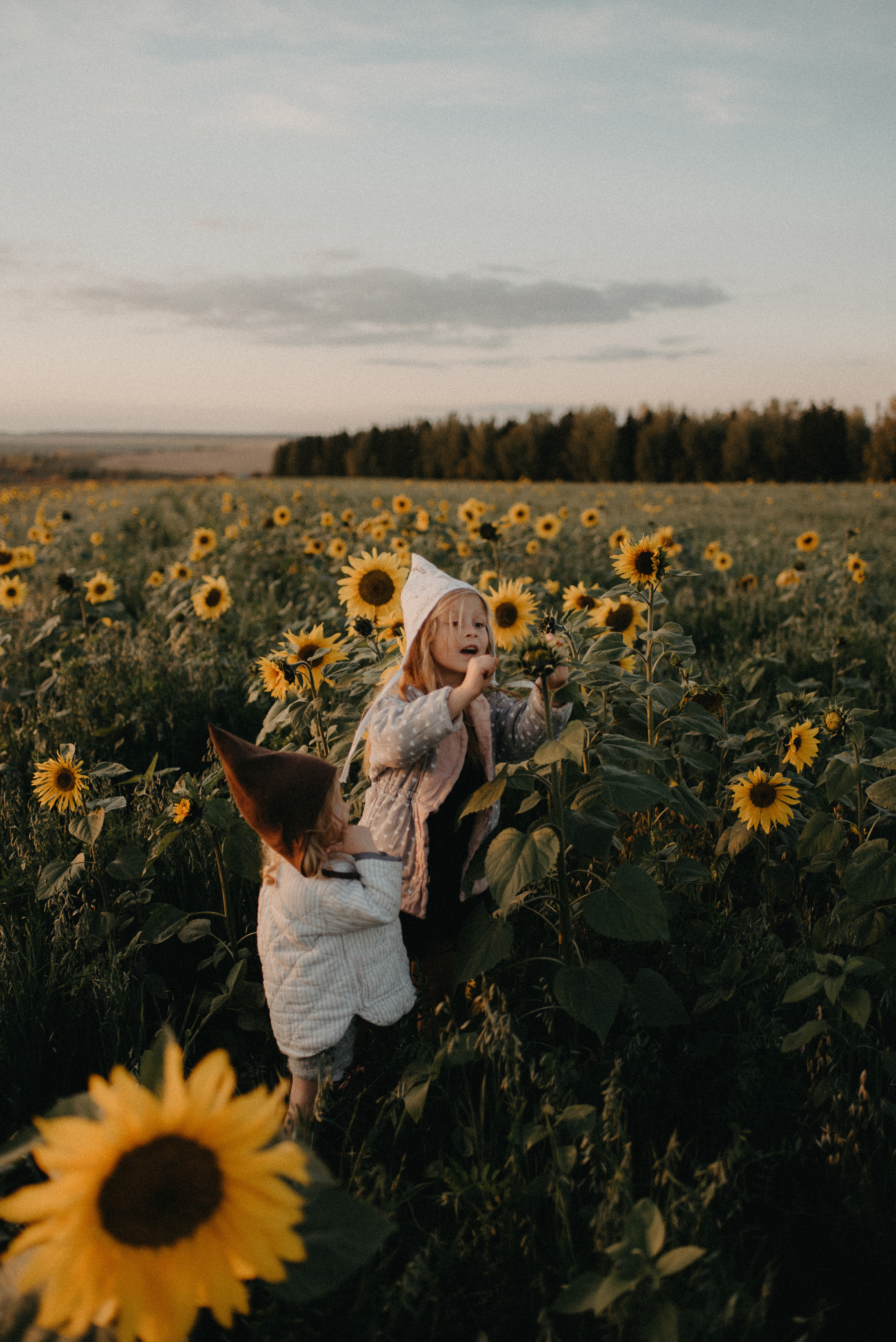 Подсолнухи. Главная