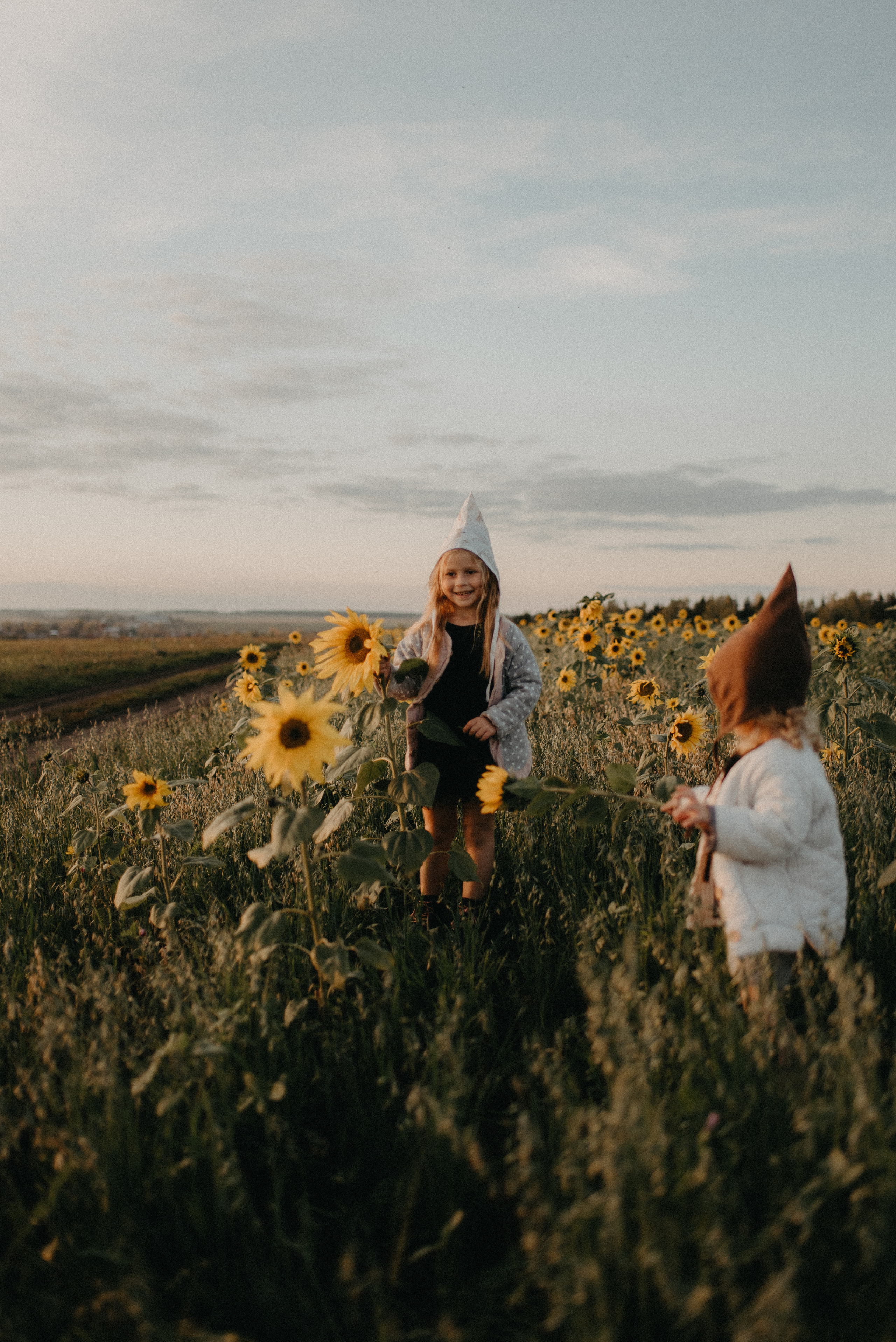 Подсолнухи. Главная