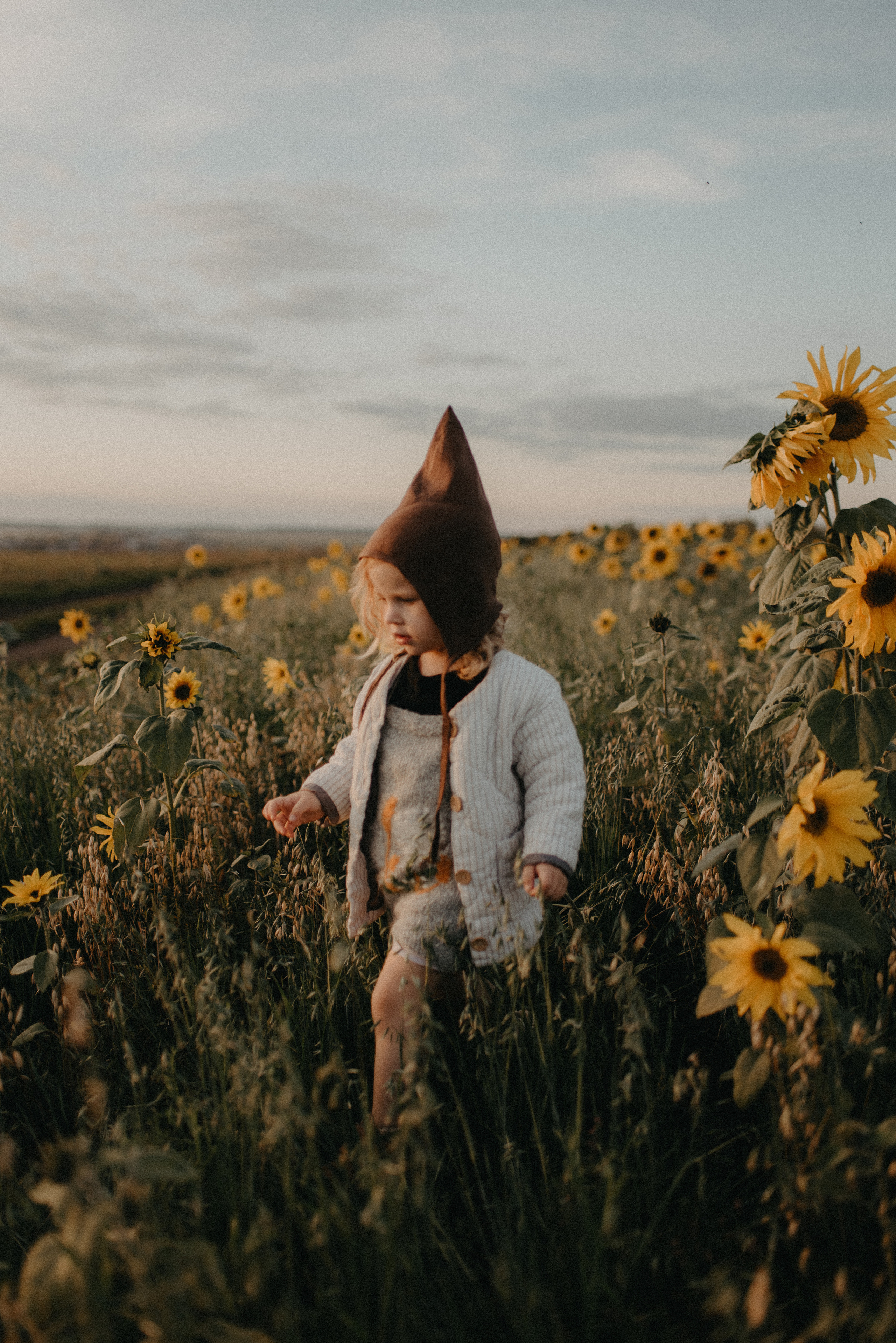 Подсолнухи. Главная