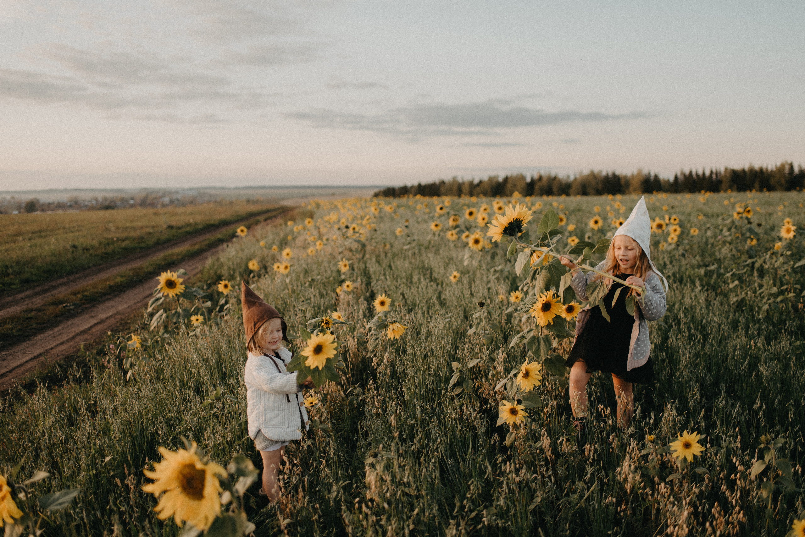 Подсолнухи. Главная