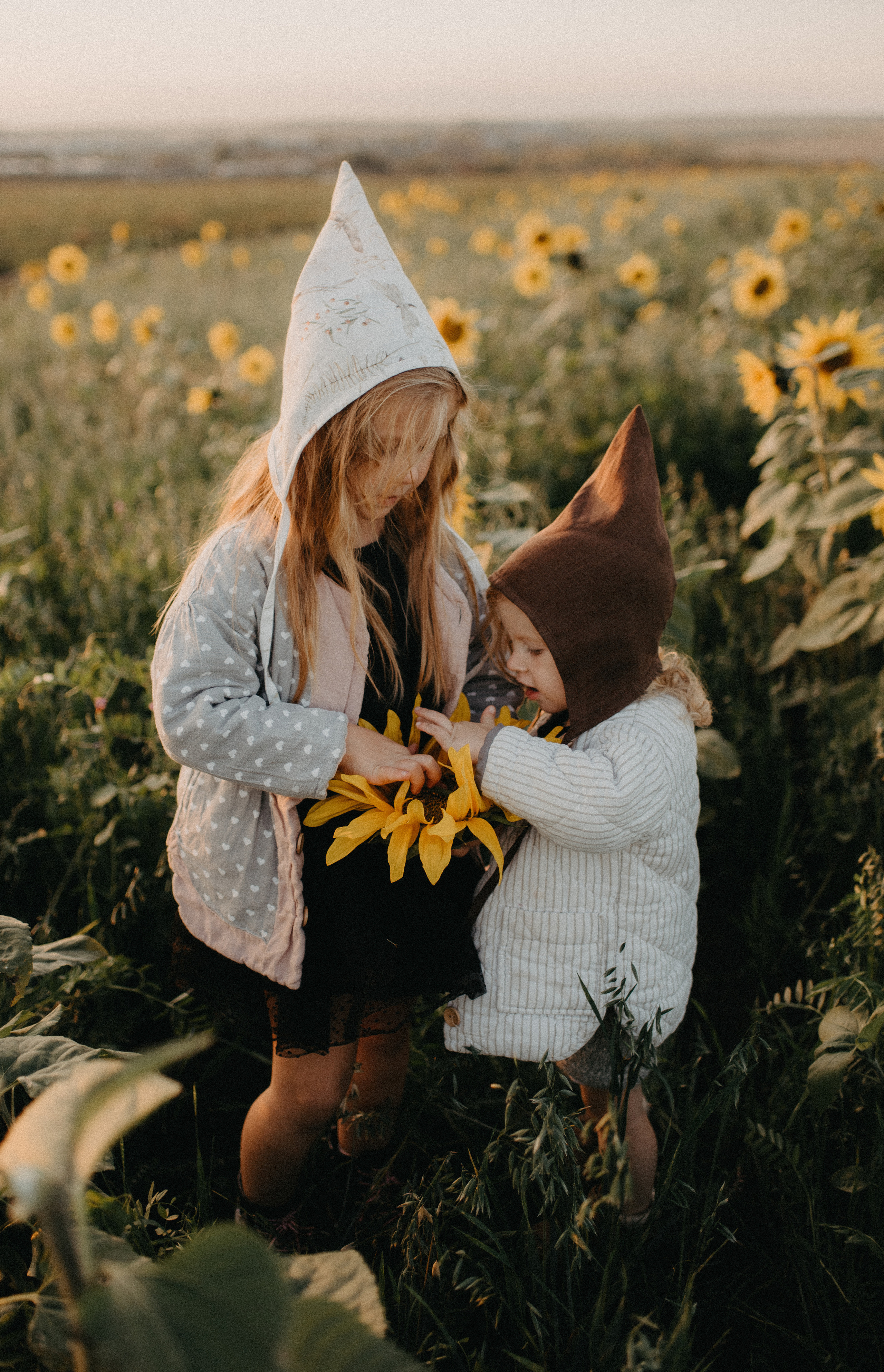 Подсолнухи. Главная