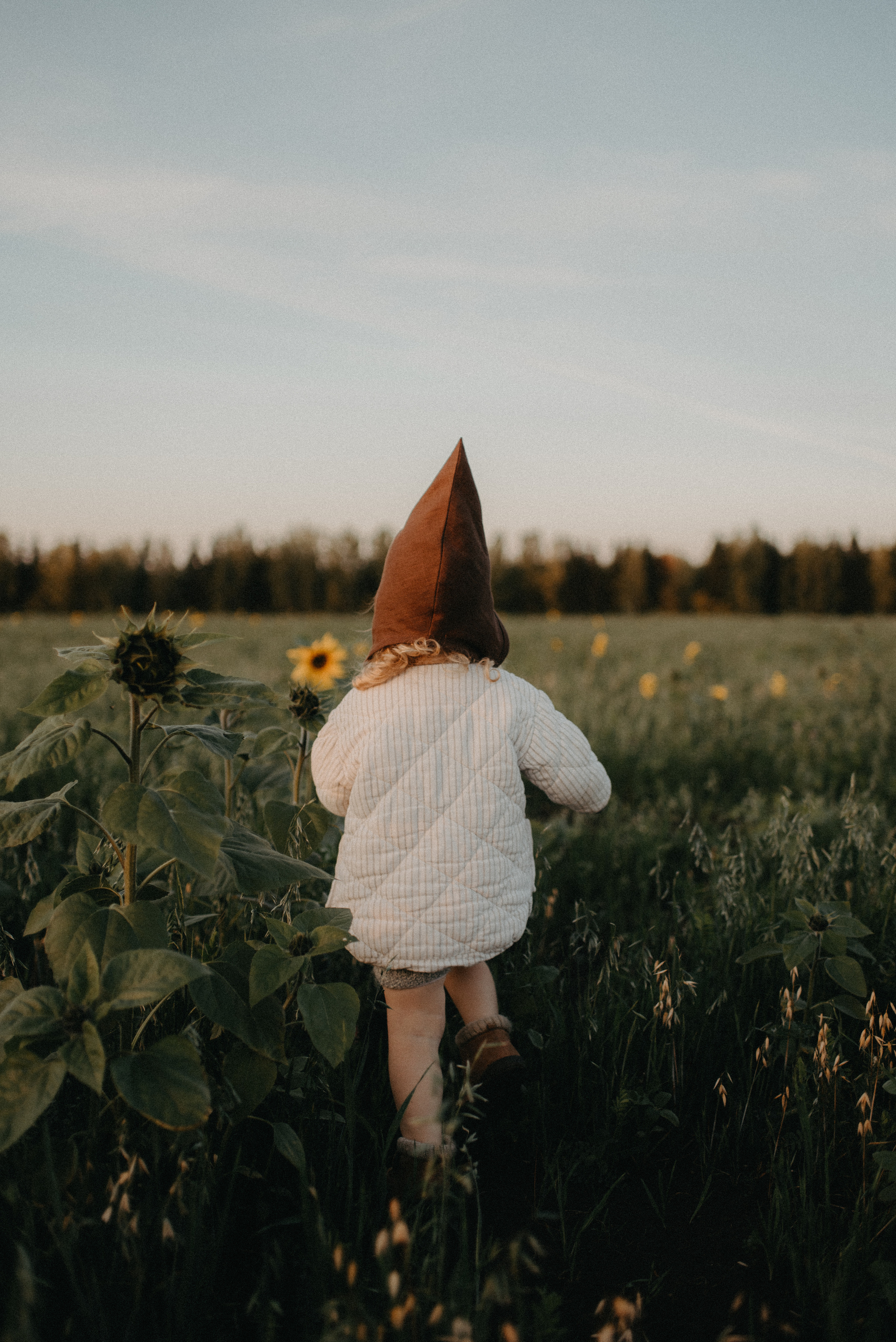 Подсолнухи. Главная