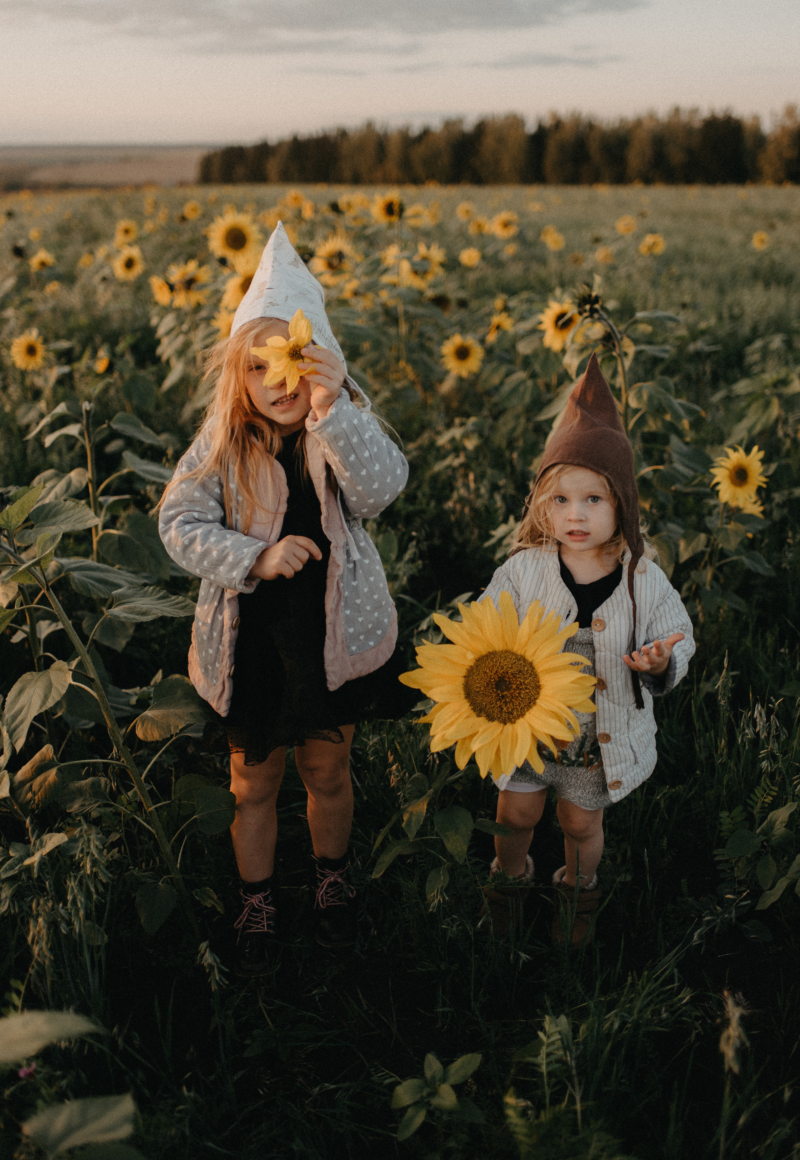 Подсолнухи. Главная