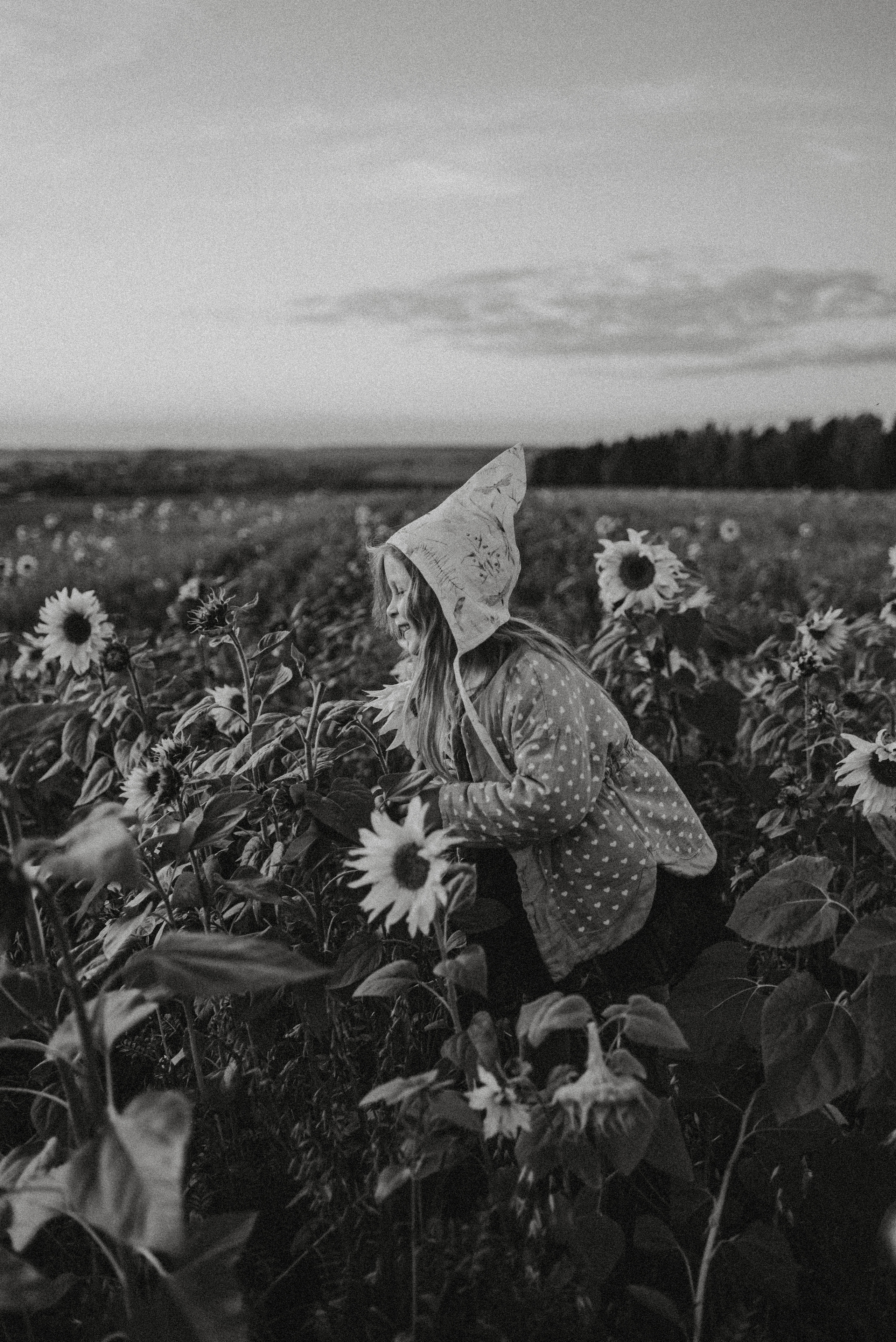 Подсолнухи. Главная