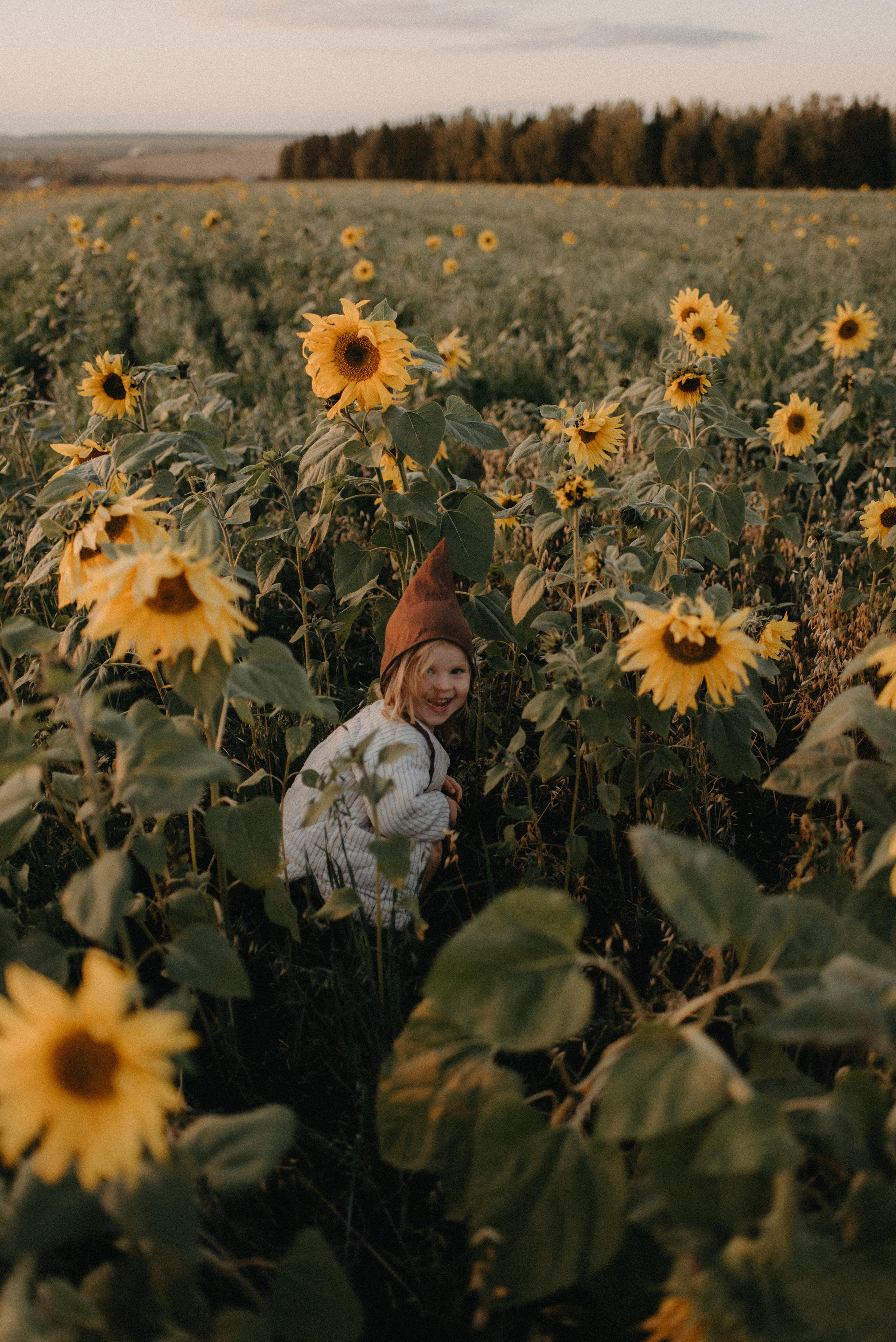 Подсолнухи. Главная