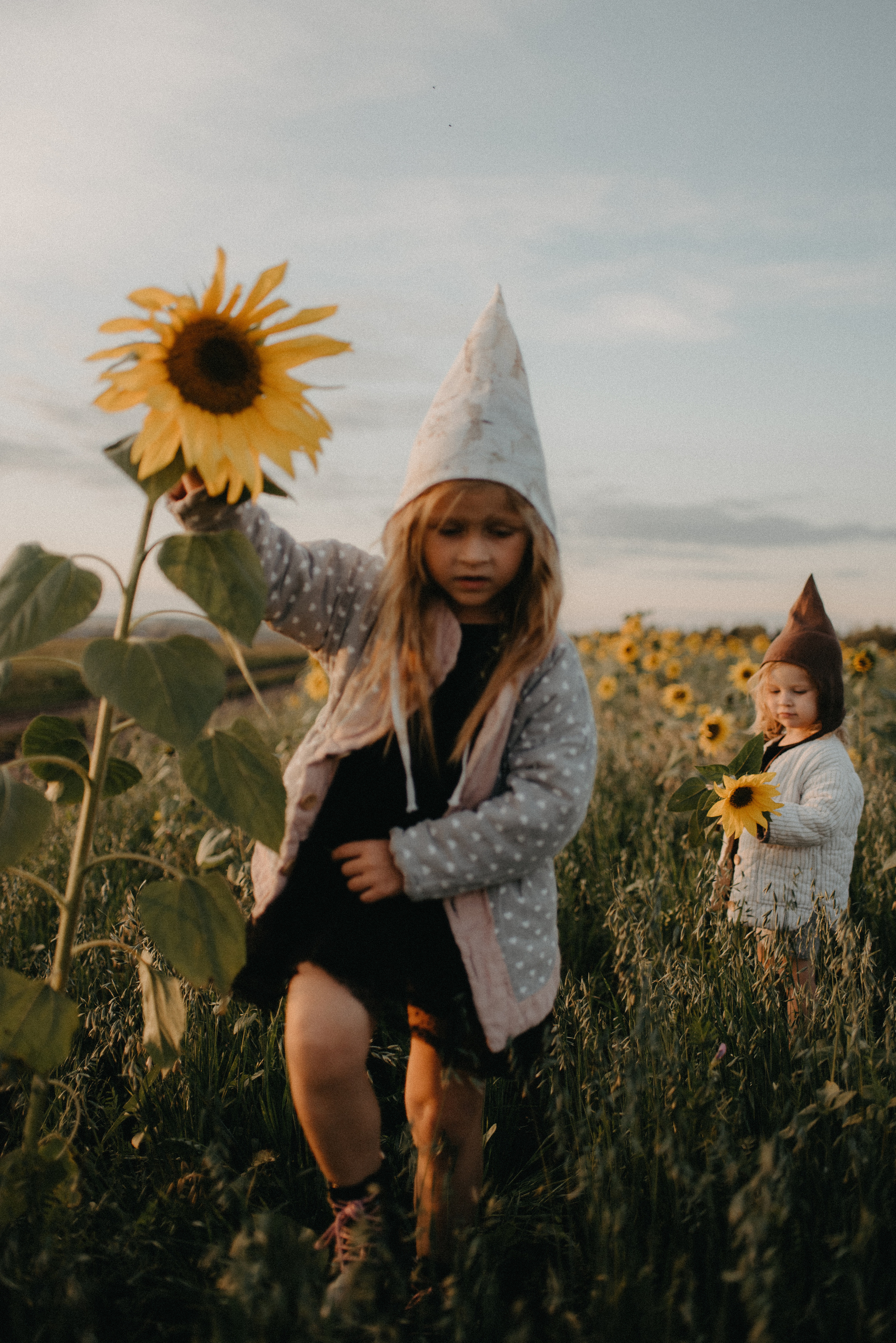 Подсолнухи. Главная