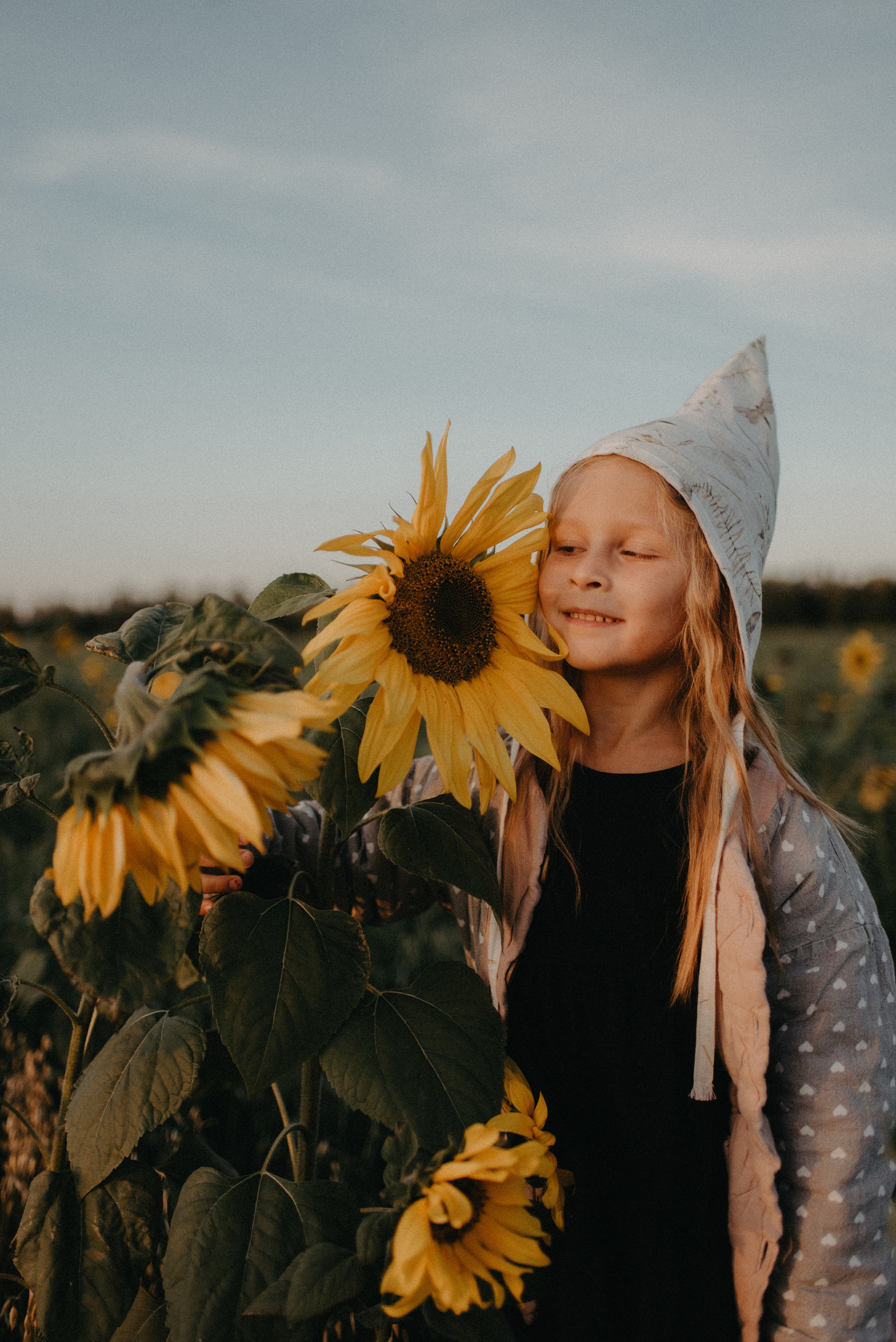 Подсолнухи. Главная