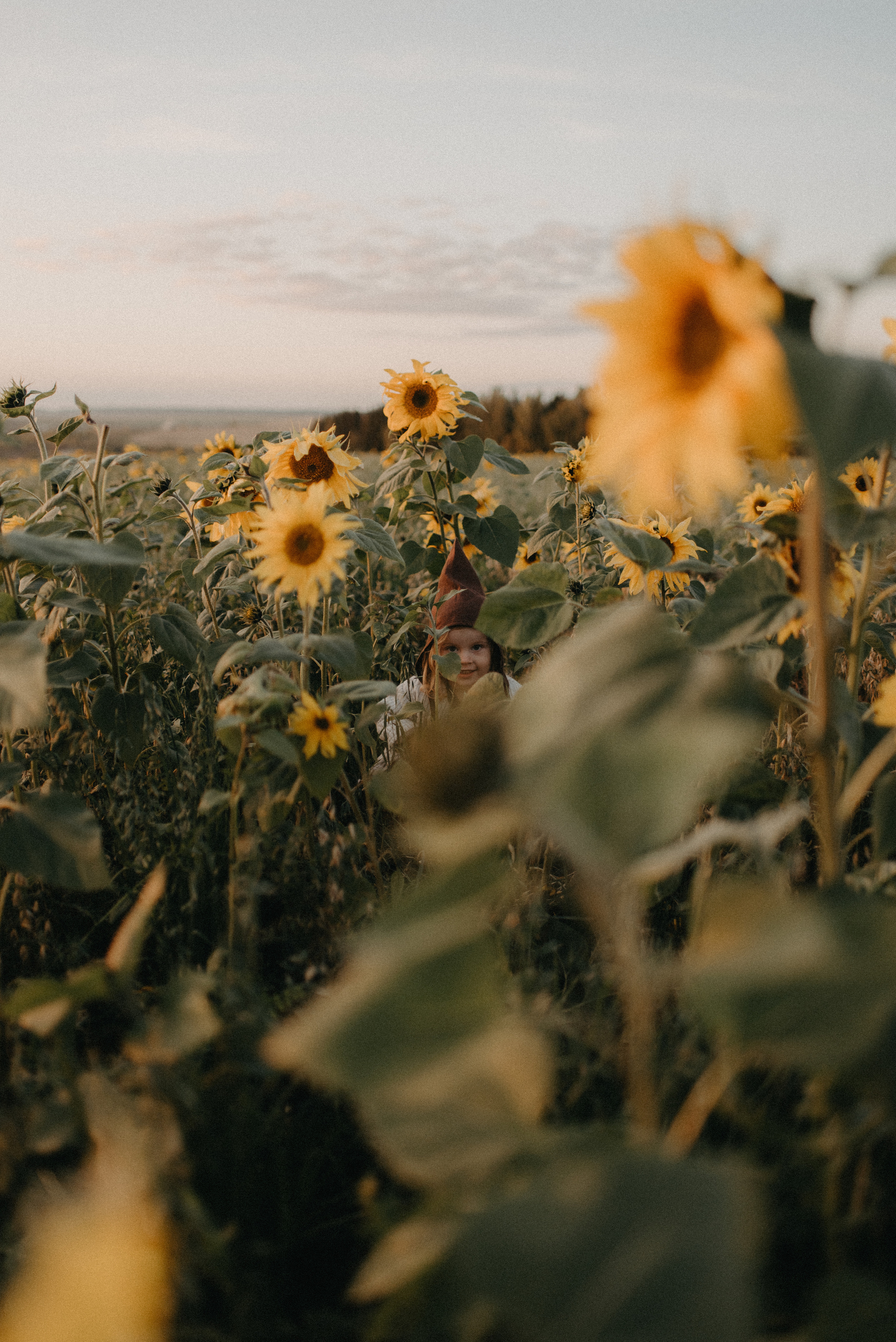 Подсолнухи. Главная
