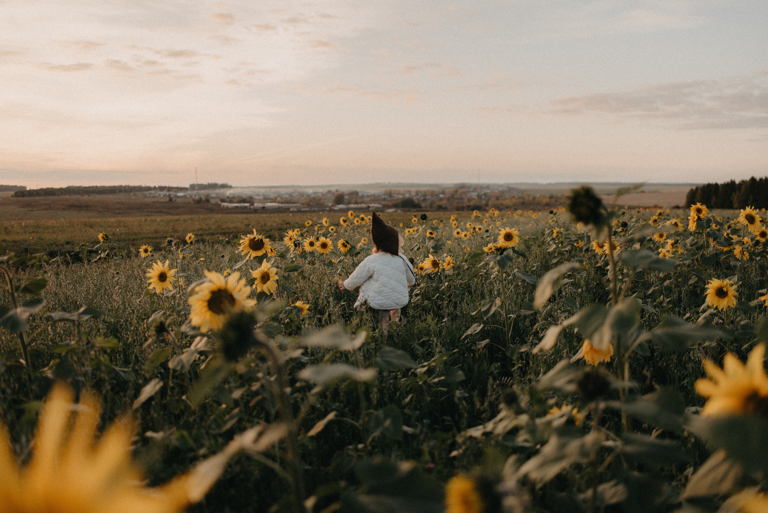 Подсолнухи. Главная