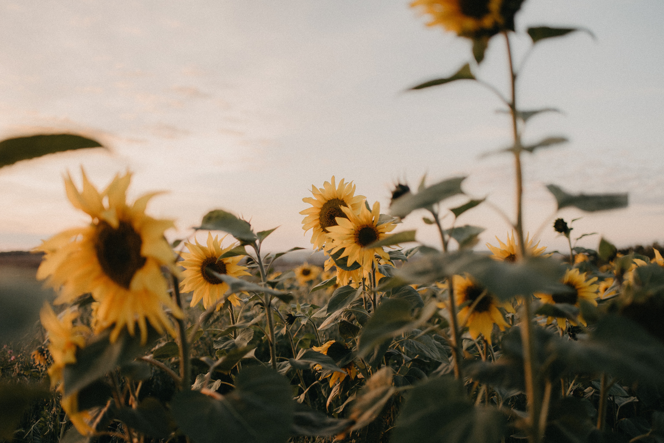 Подсолнухи. Главная