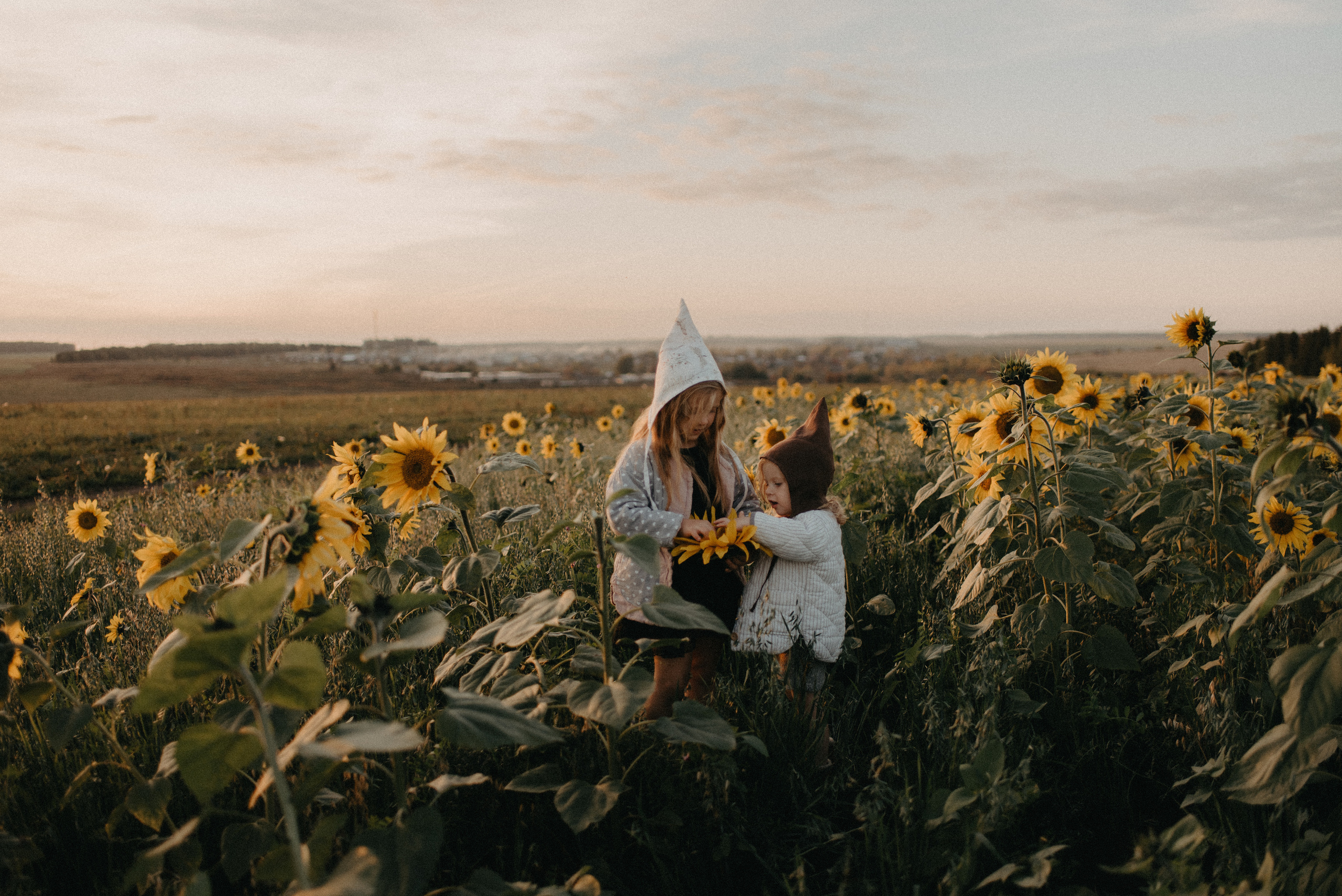 Подсолнухи. Главная