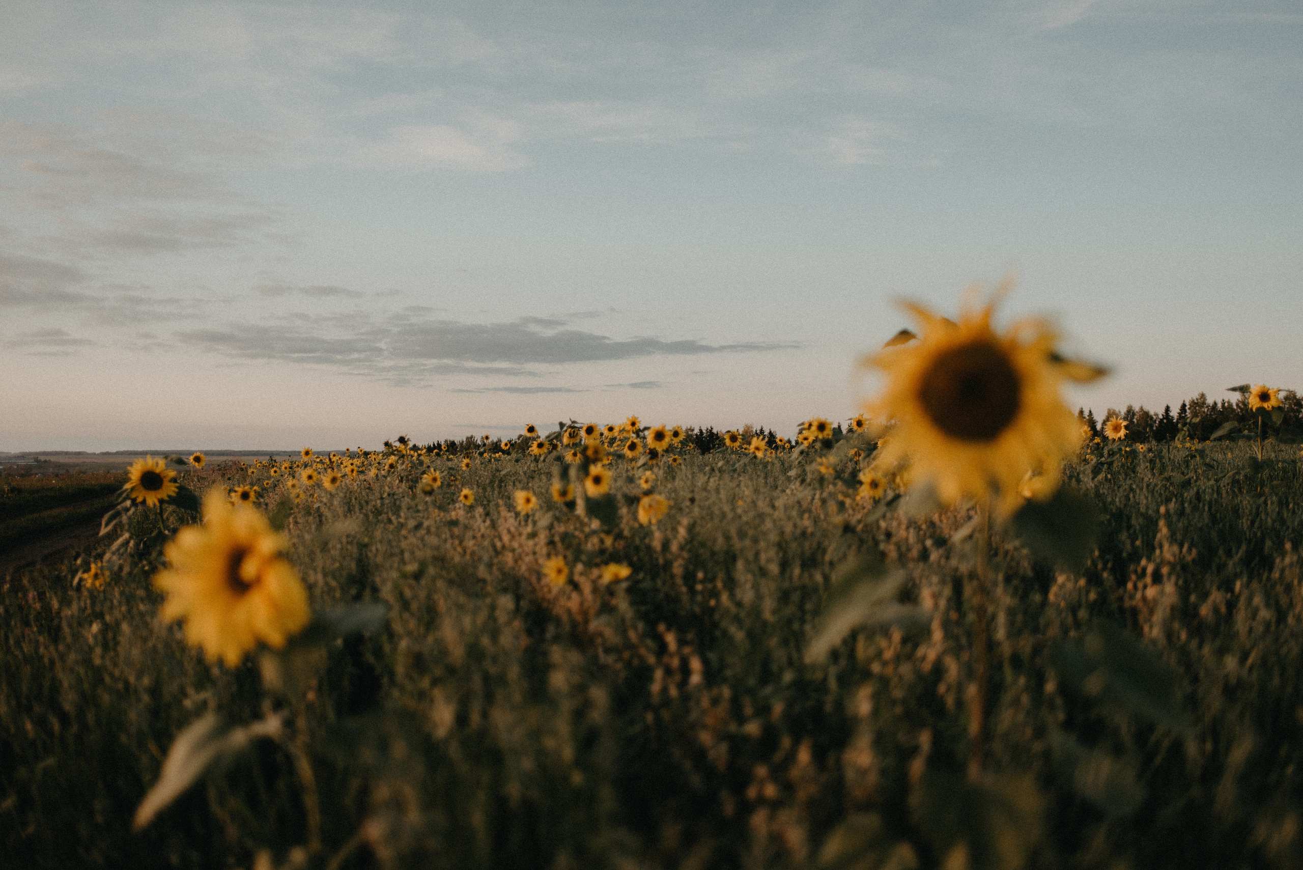 Подсолнухи. Главная