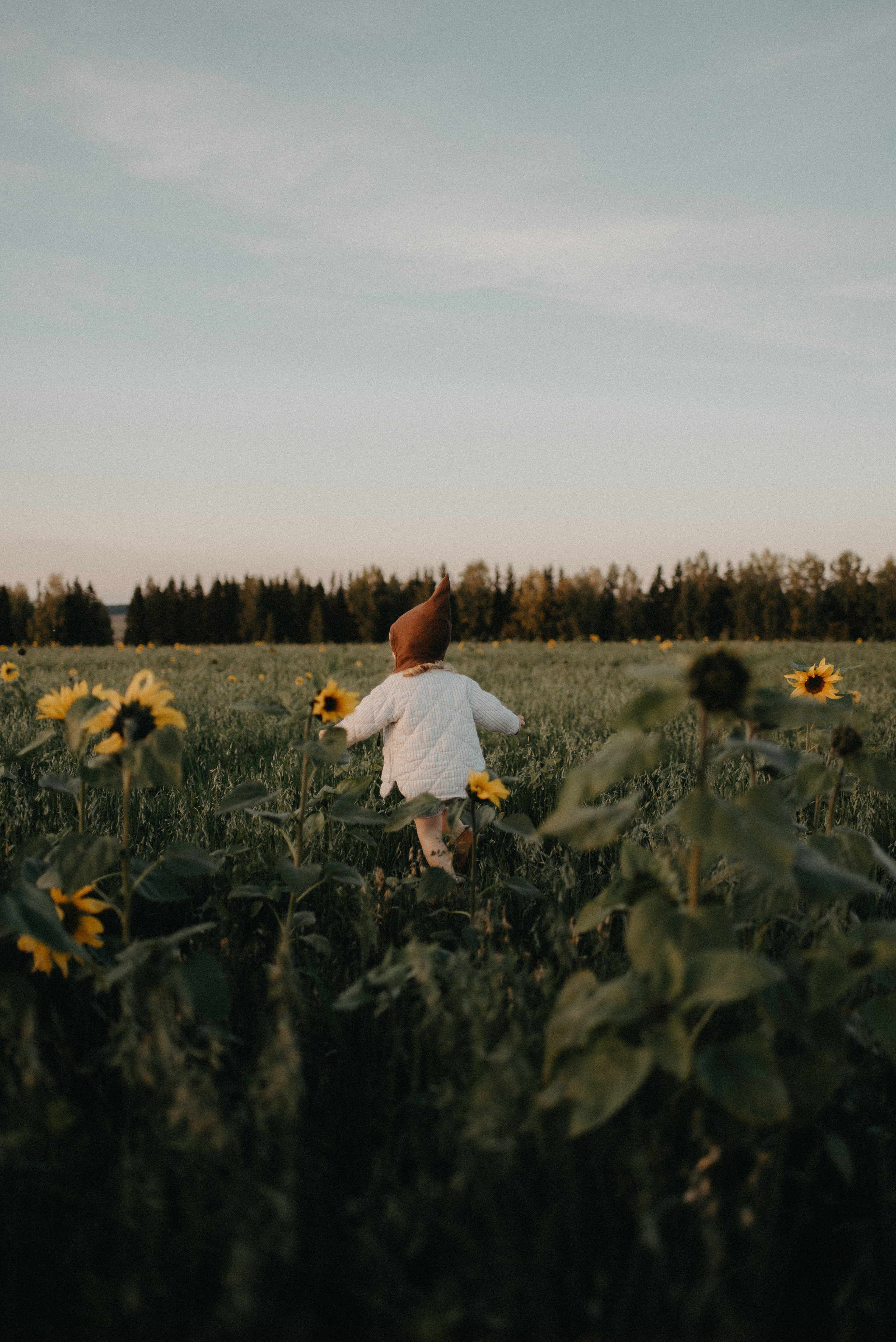 Подсолнухи. Главная