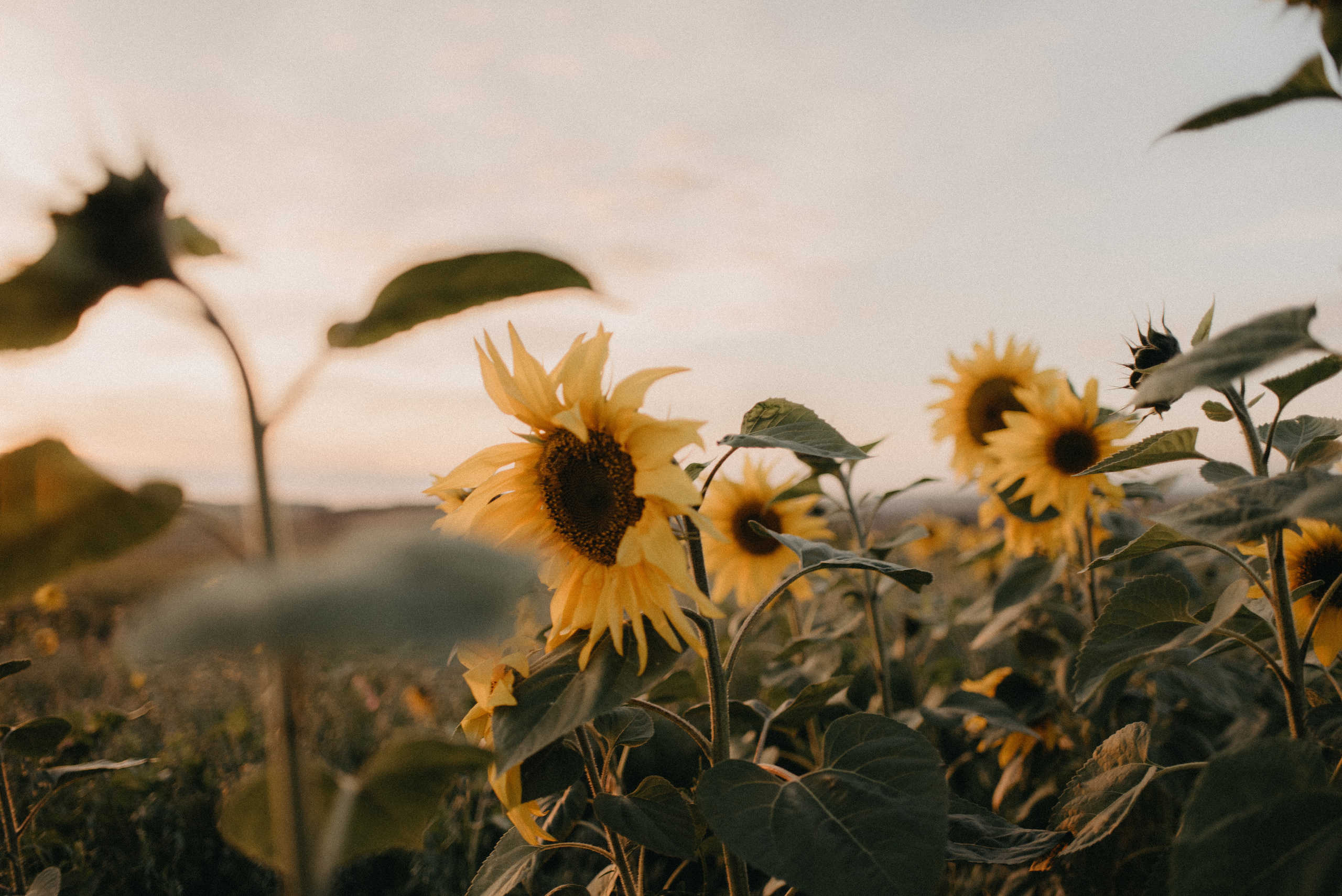Подсолнухи. Главная
