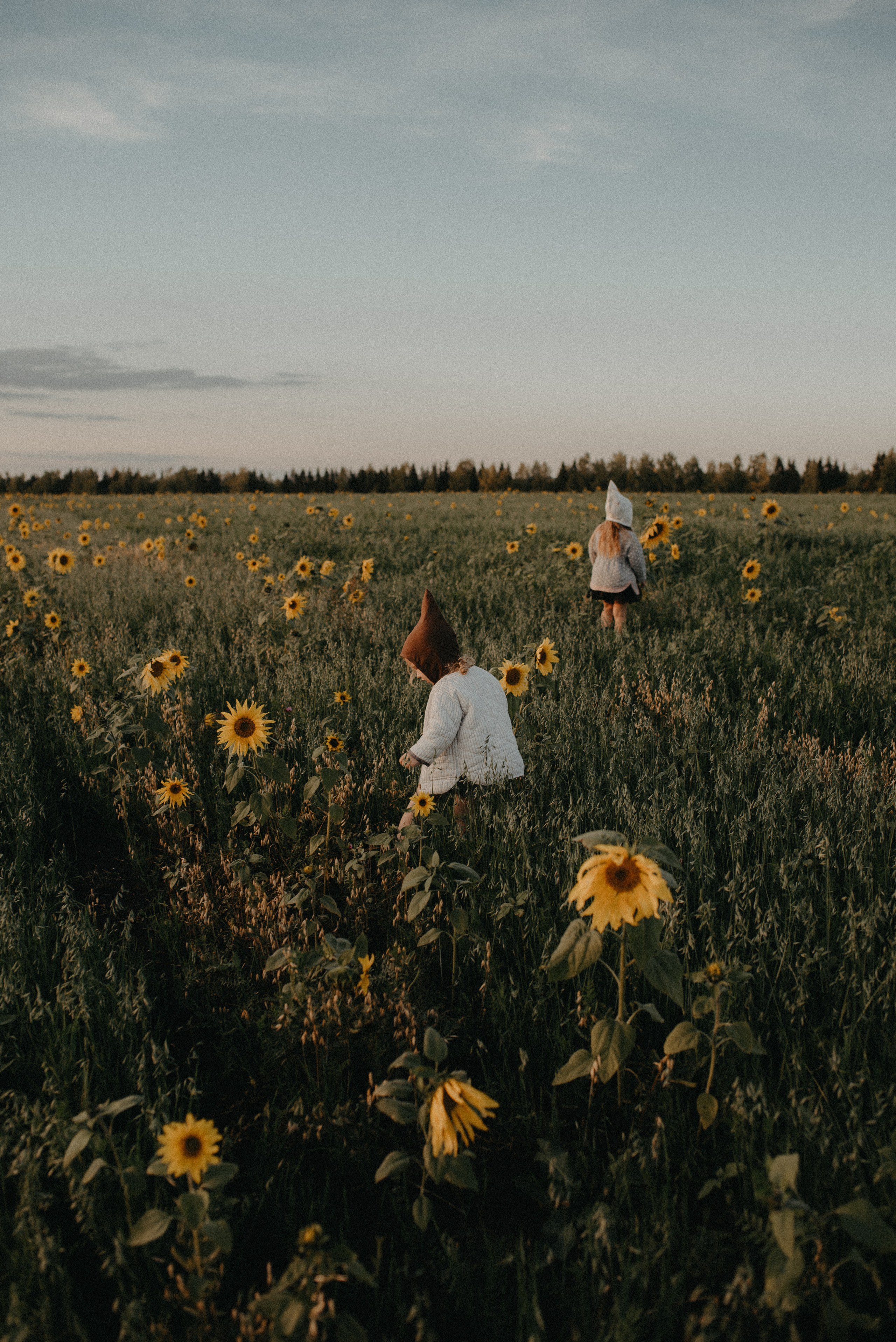 Подсолнухи. Главная