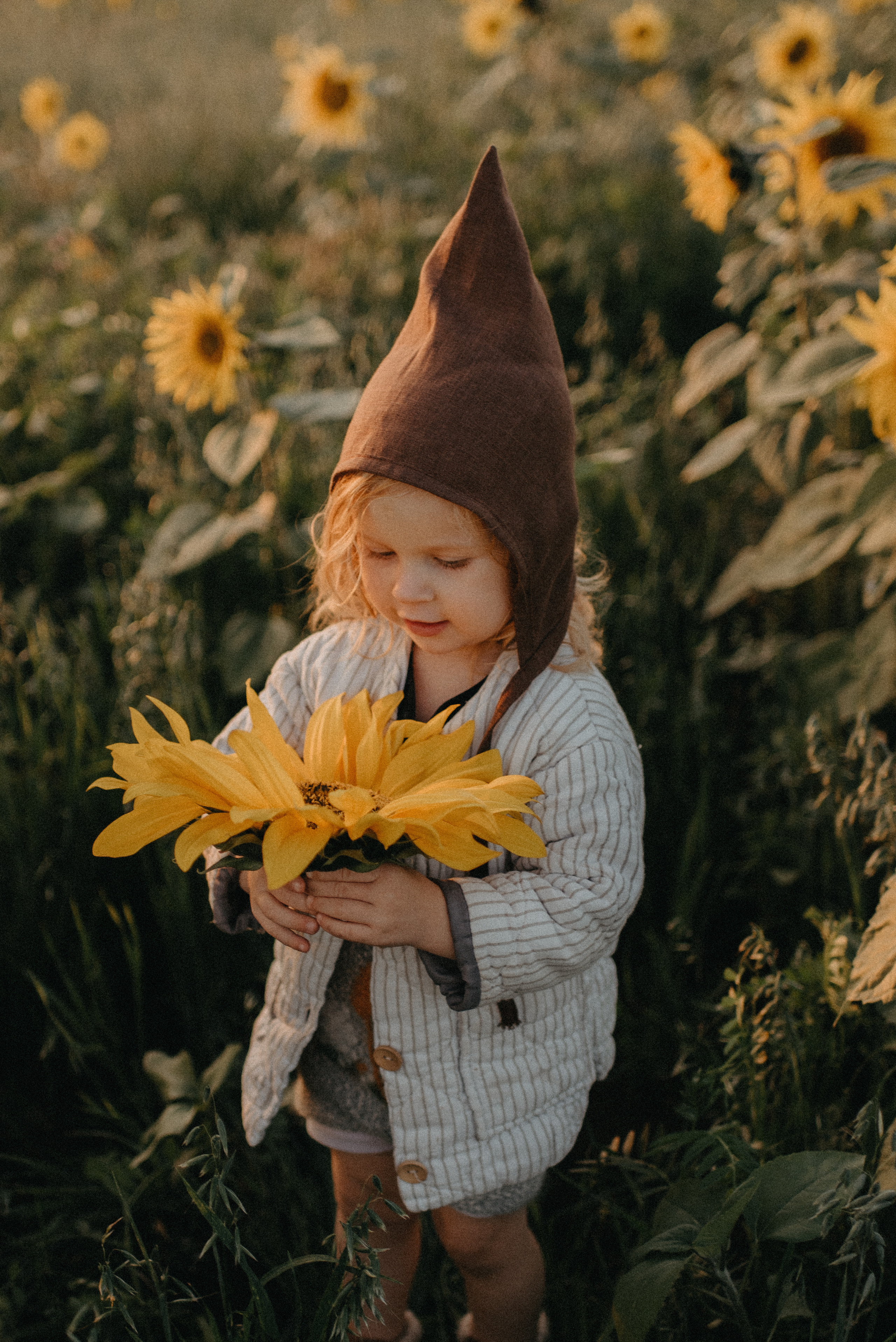 Подсолнухи. Главная
