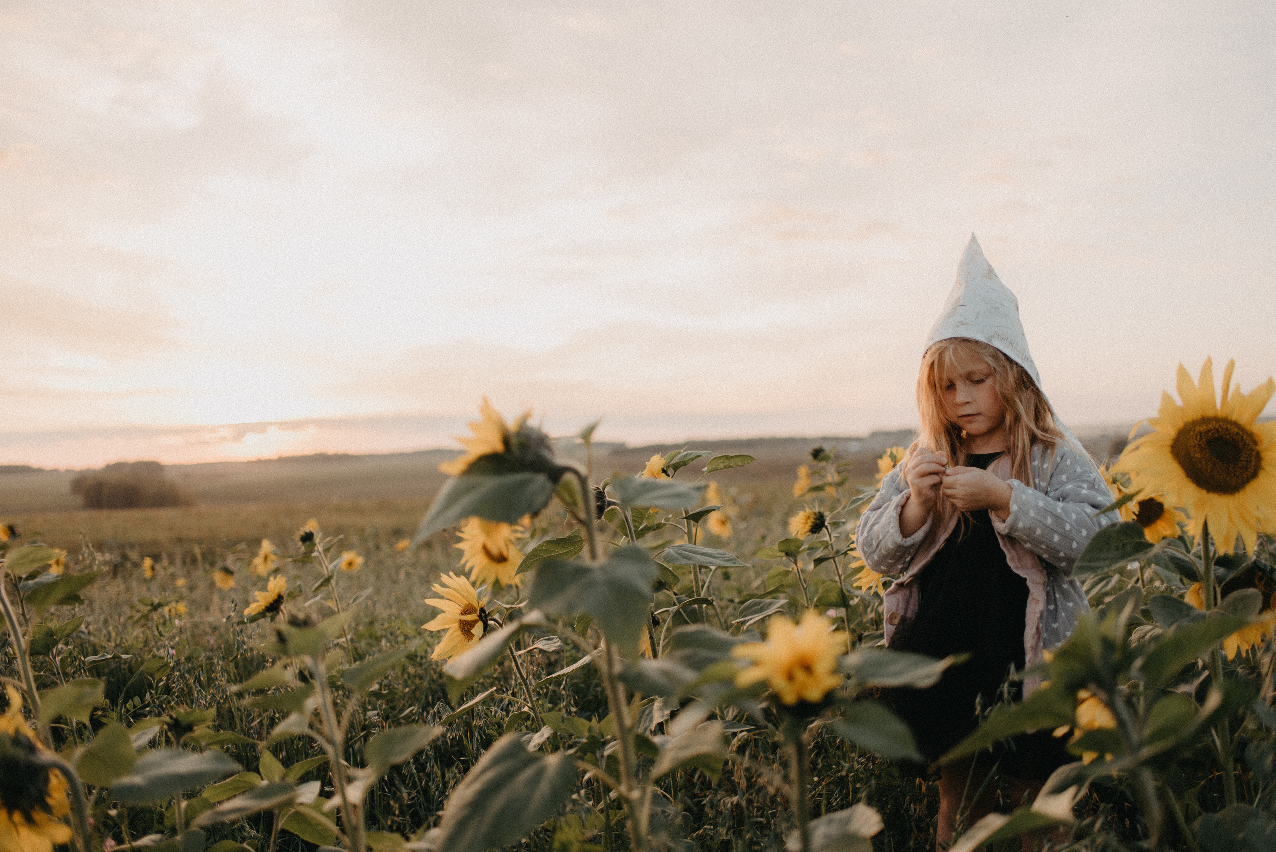 Подсолнухи. Главная