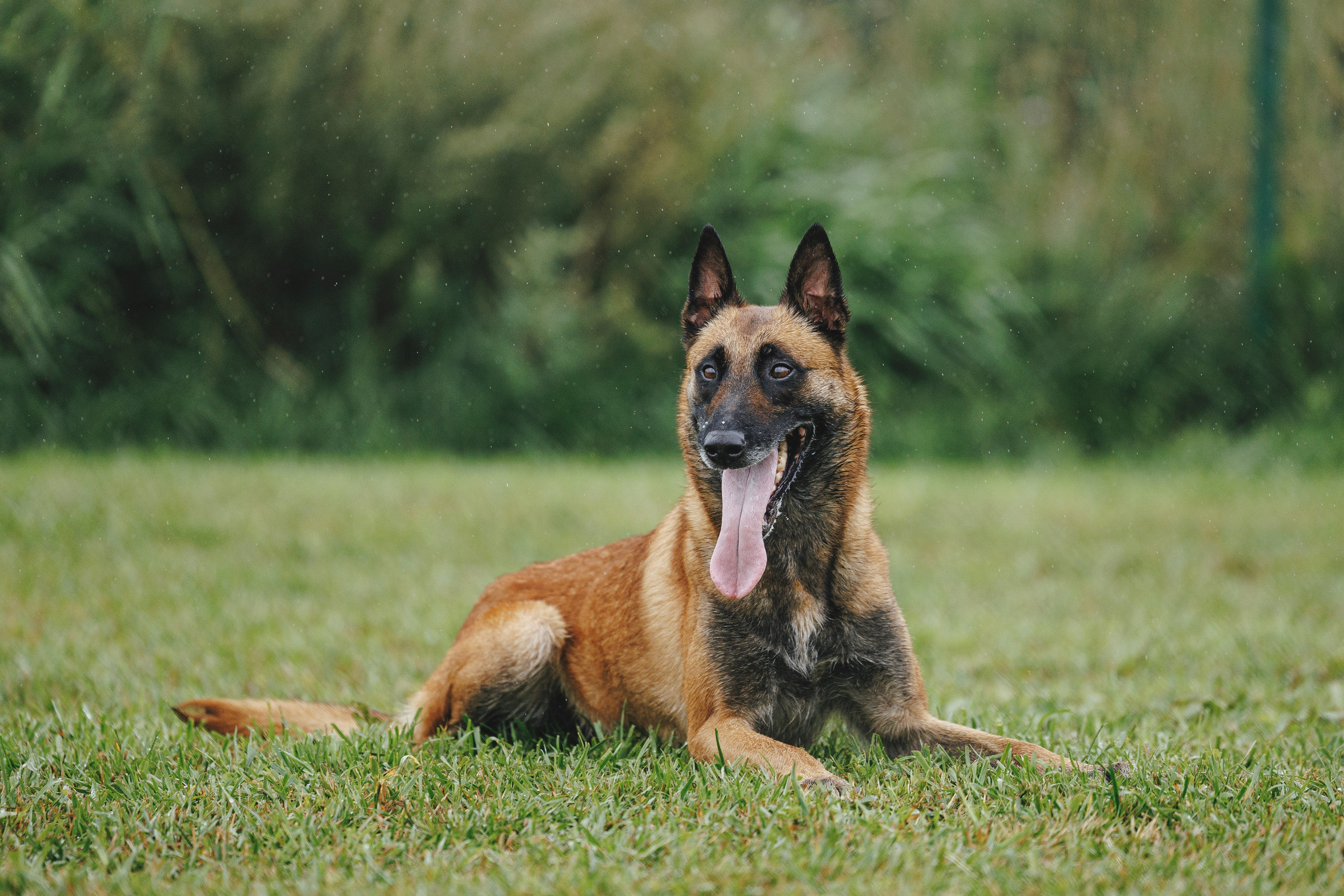 08.08.25-10.08.25 ЧР по мондьорингу г. Вологда. Фотограф-анималист Анна Маринич