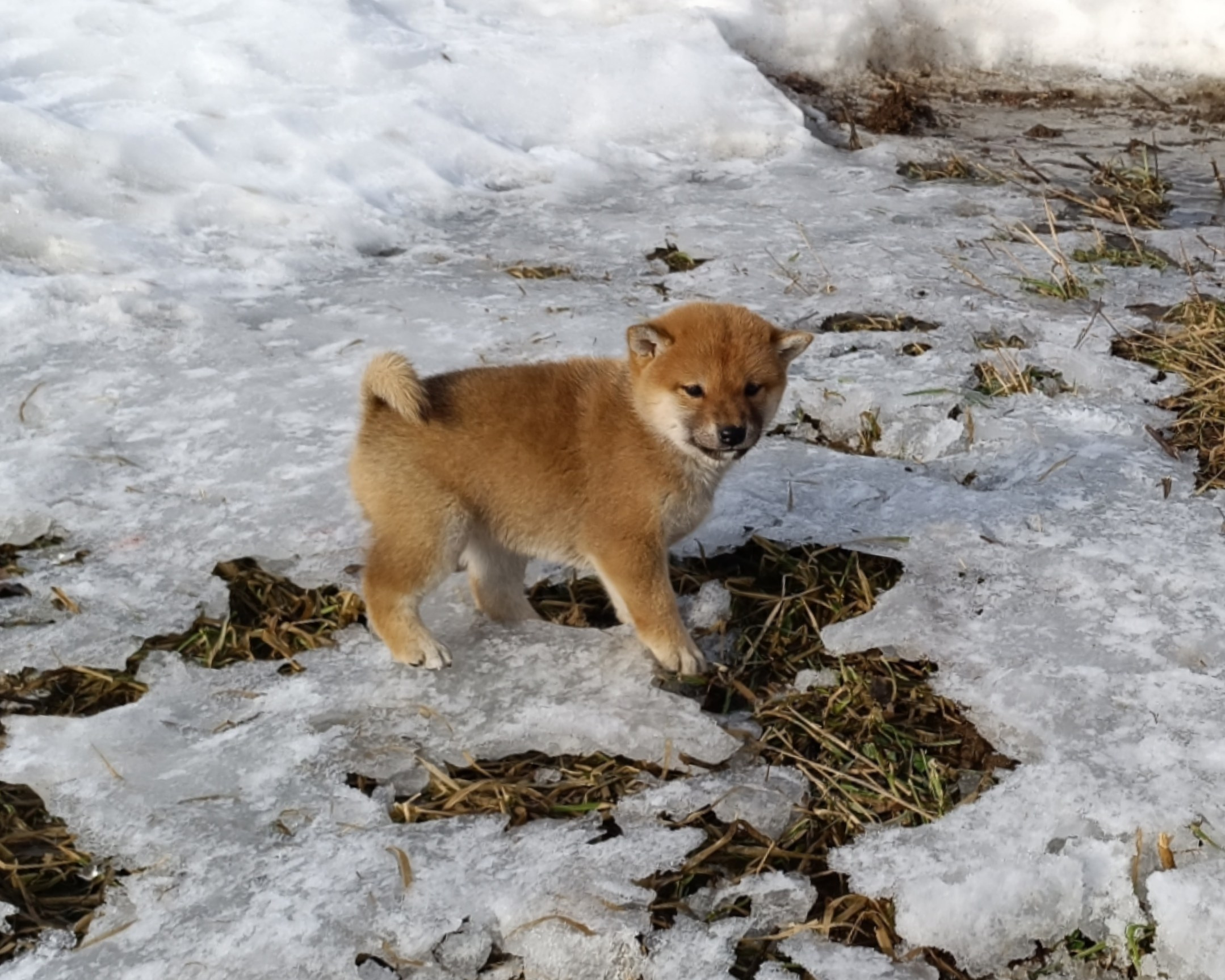 Сиба Rubylight Emma питомник Рубилайт 