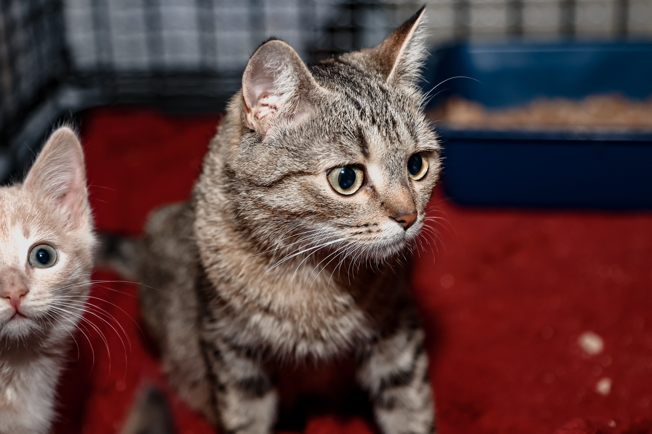 Приют Кошкин Дом Филимоша. Ваш фотограф в Оренбурге Рощупкина Екатерина