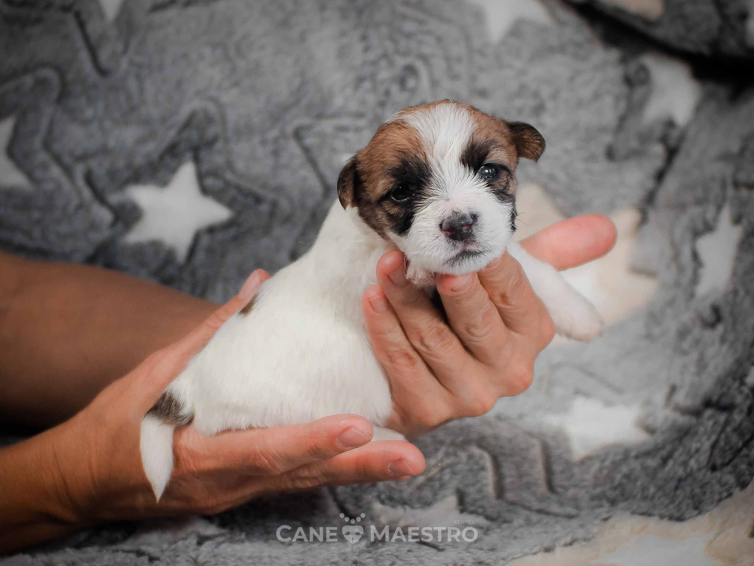 КобельZ1_ДРТ_брыж_27_08_25. CANE MAESTRO — kennel Jack Russell Terrier