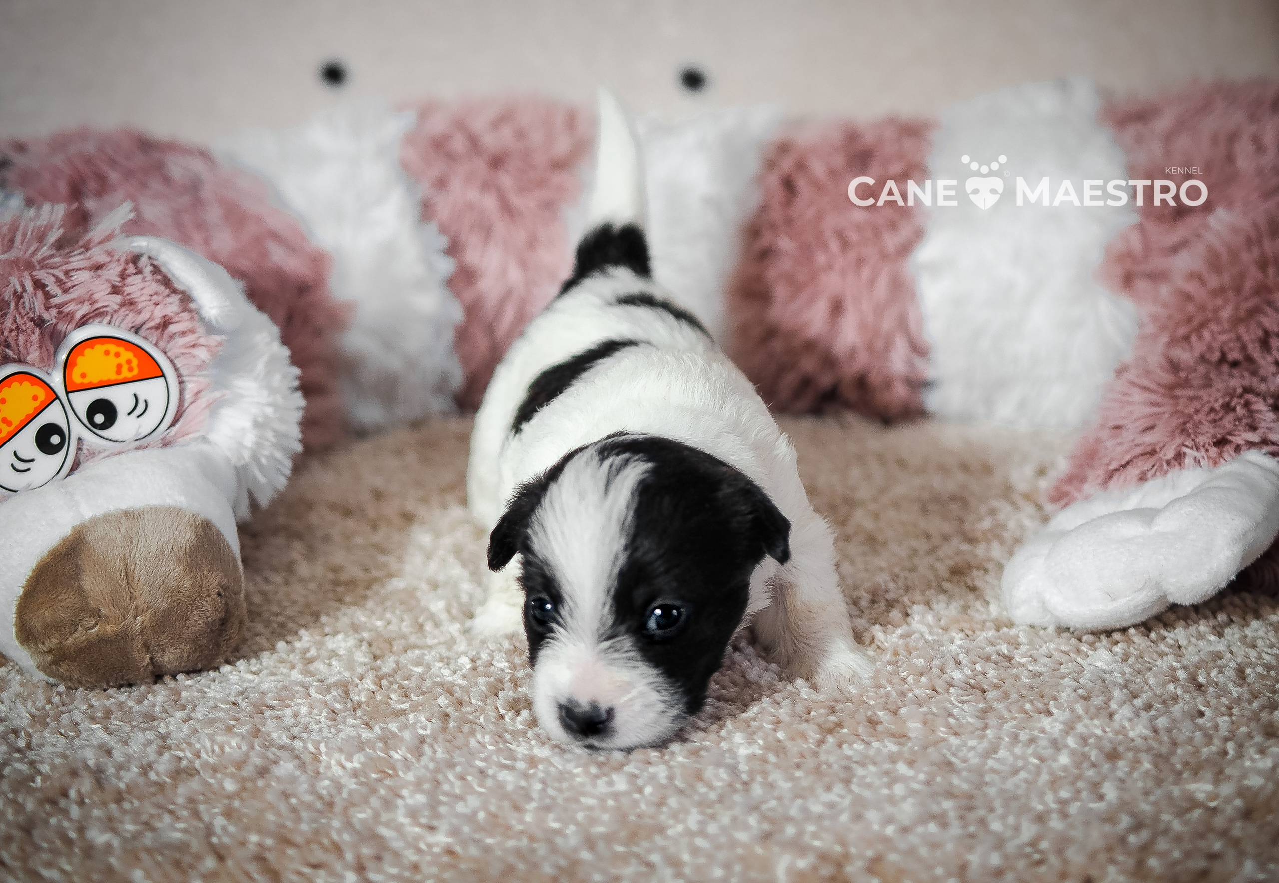 X_female1_b_w. CANE MAESTRO — kennel Jack Russell Terrier