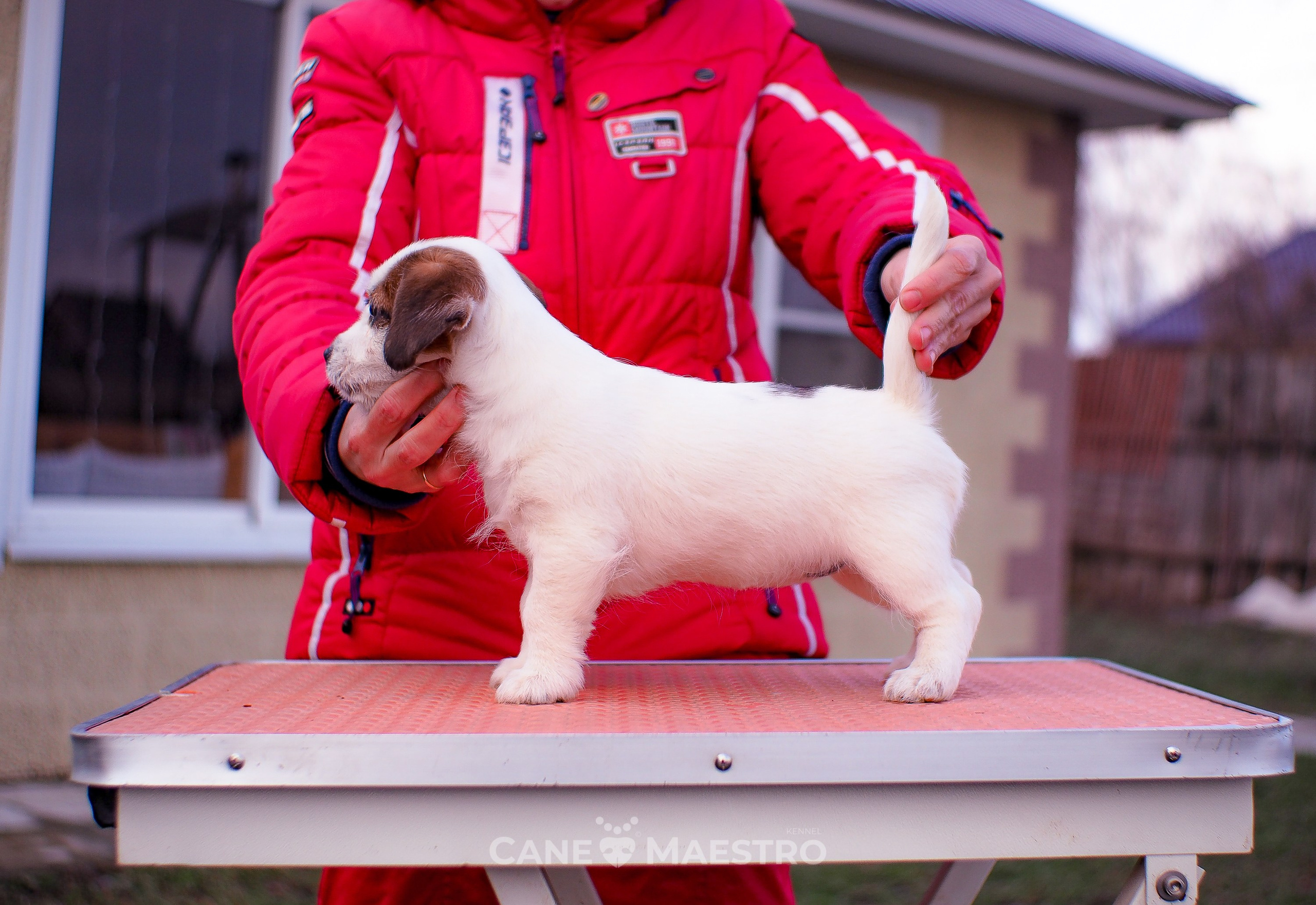 3_Девочка_СНЕЖНАЯ_Ц. CANE MAESTRO — kennel Jack Russell Terrier