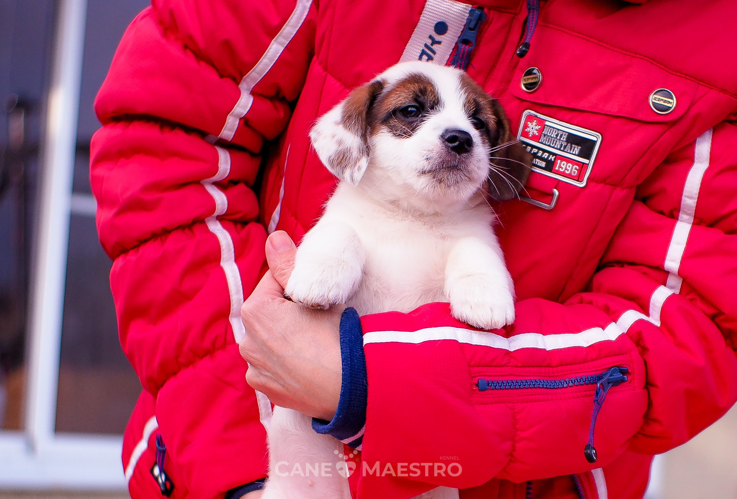 1КОБЛ_МОНОКЛЬ_Ц_ЛИТТЕР. CANE MAESTRO — kennel Jack Russell Terrier
