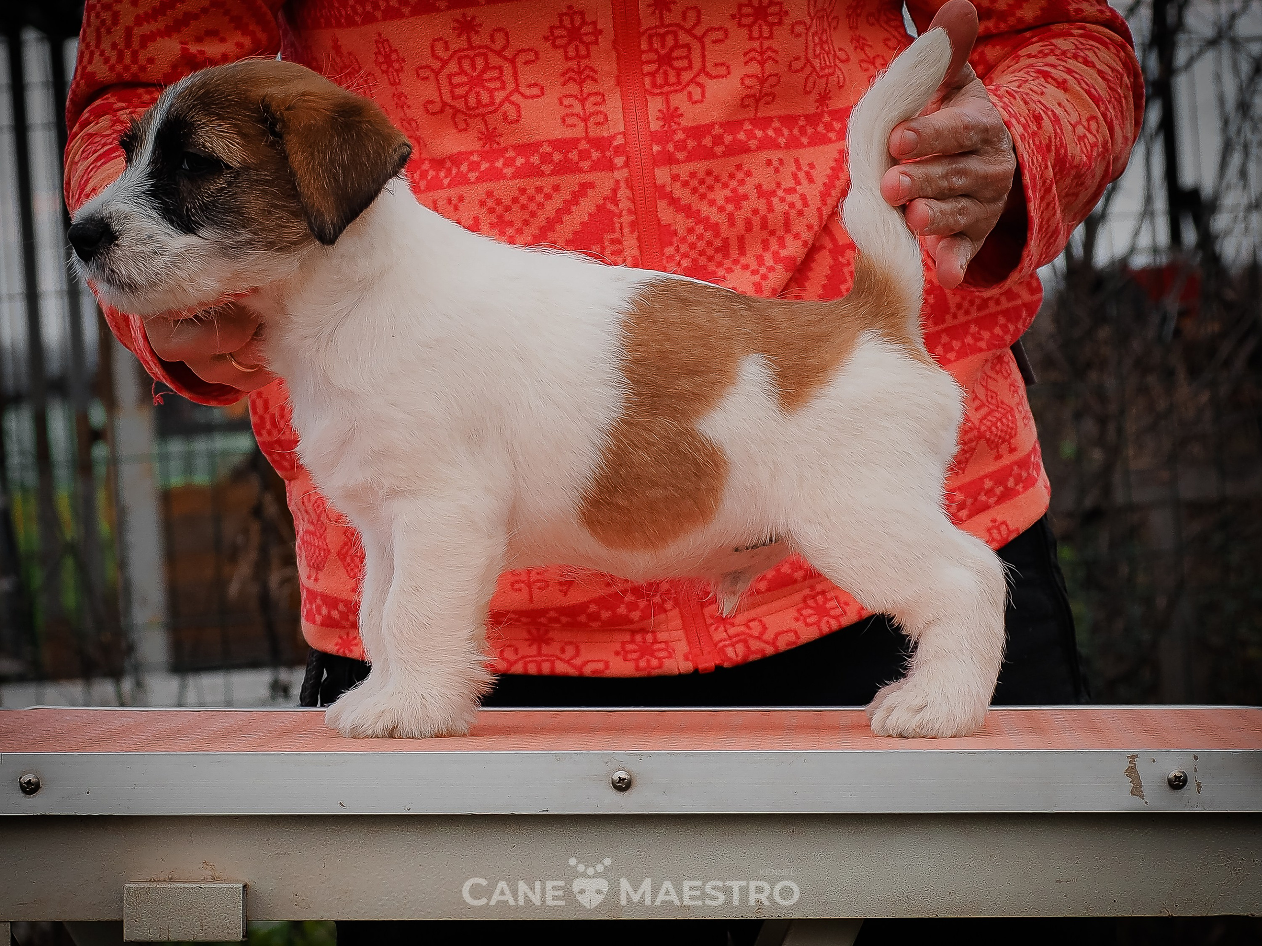 КОБЛ_5_БР_27. КАНЕ МАЭСТРО — питомник Джек рассел терьеров