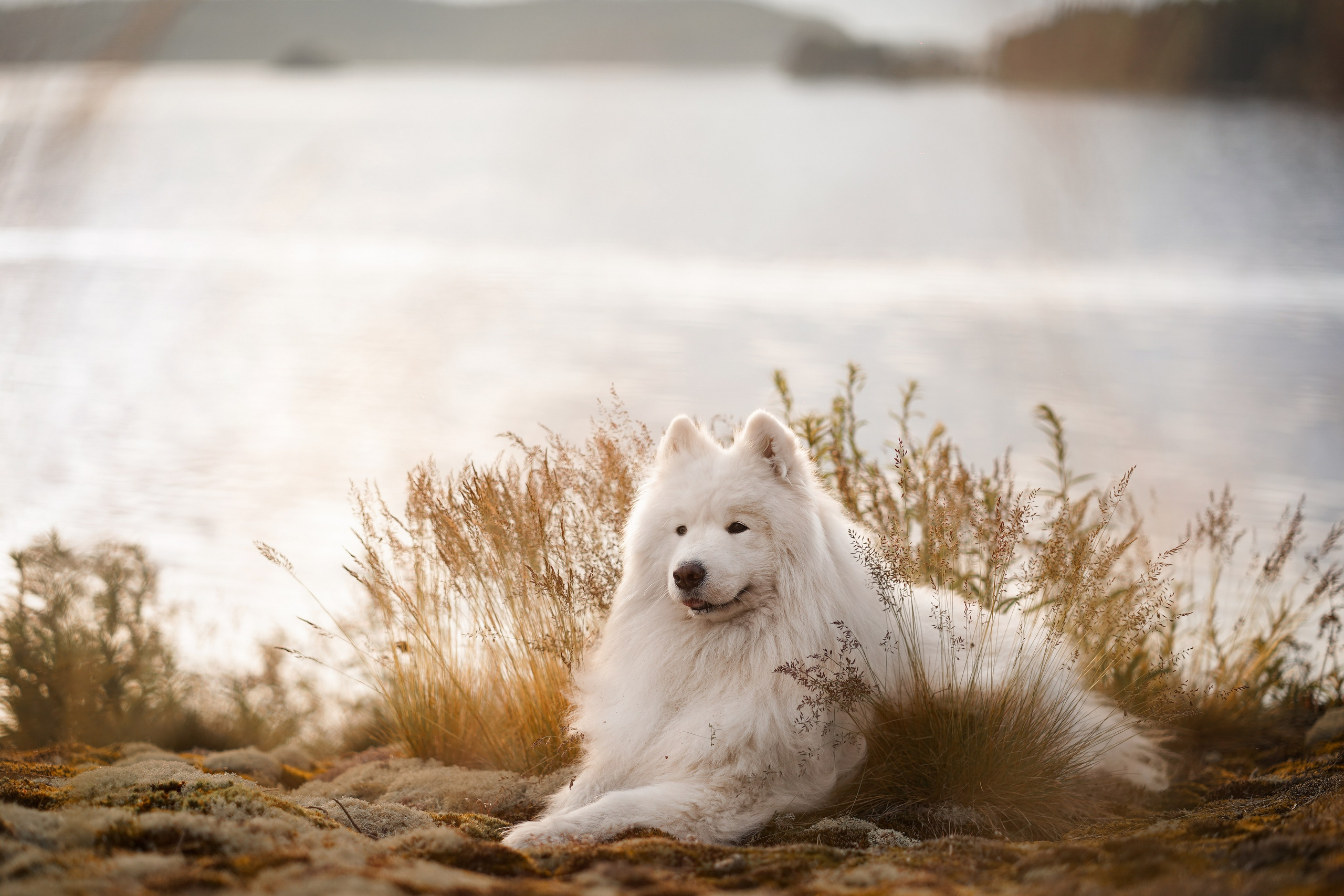 Карелия. Фотограф-анималист в Санкт-Петербурге Яна Мартынова