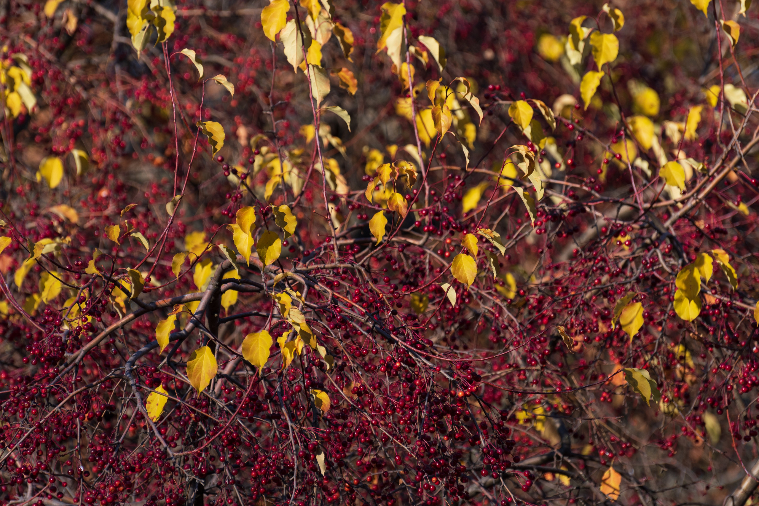20211010 МГУ. Дмитрий Ремизов. Фотография, как хобби