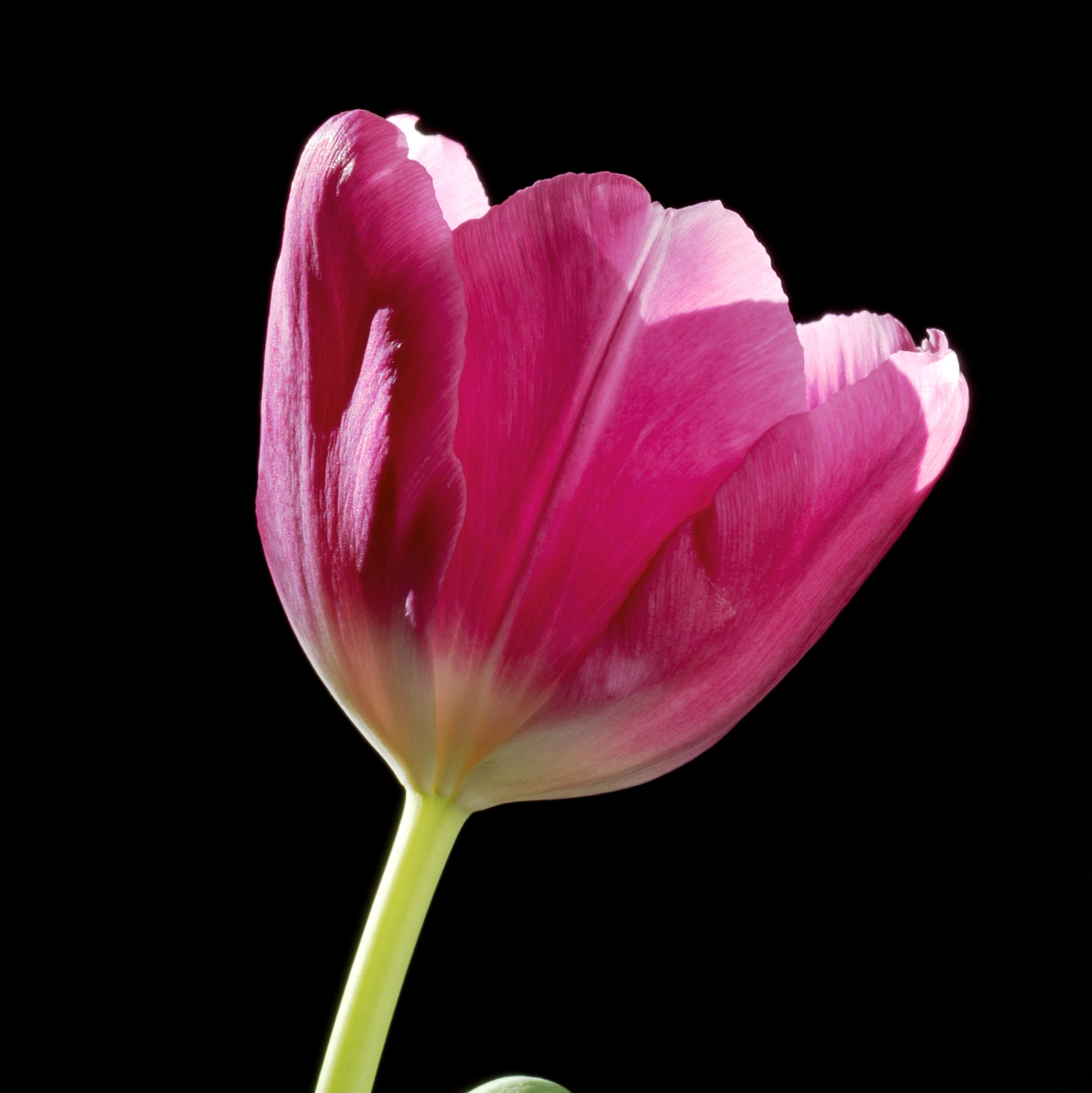 Ballerina. Author’s fine art prints with international delivery