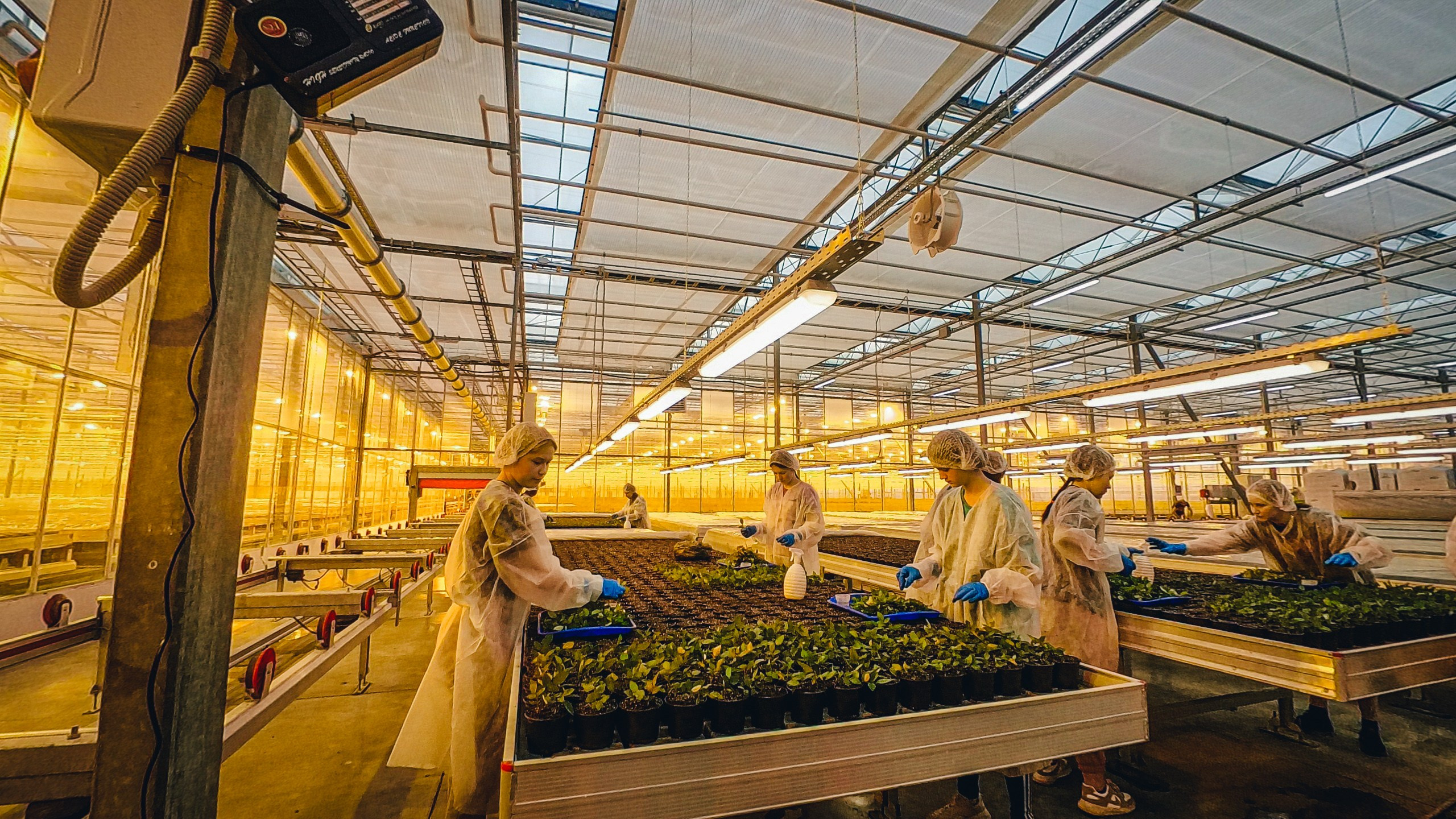 Студенты проходят практику в Ярославских теплицах