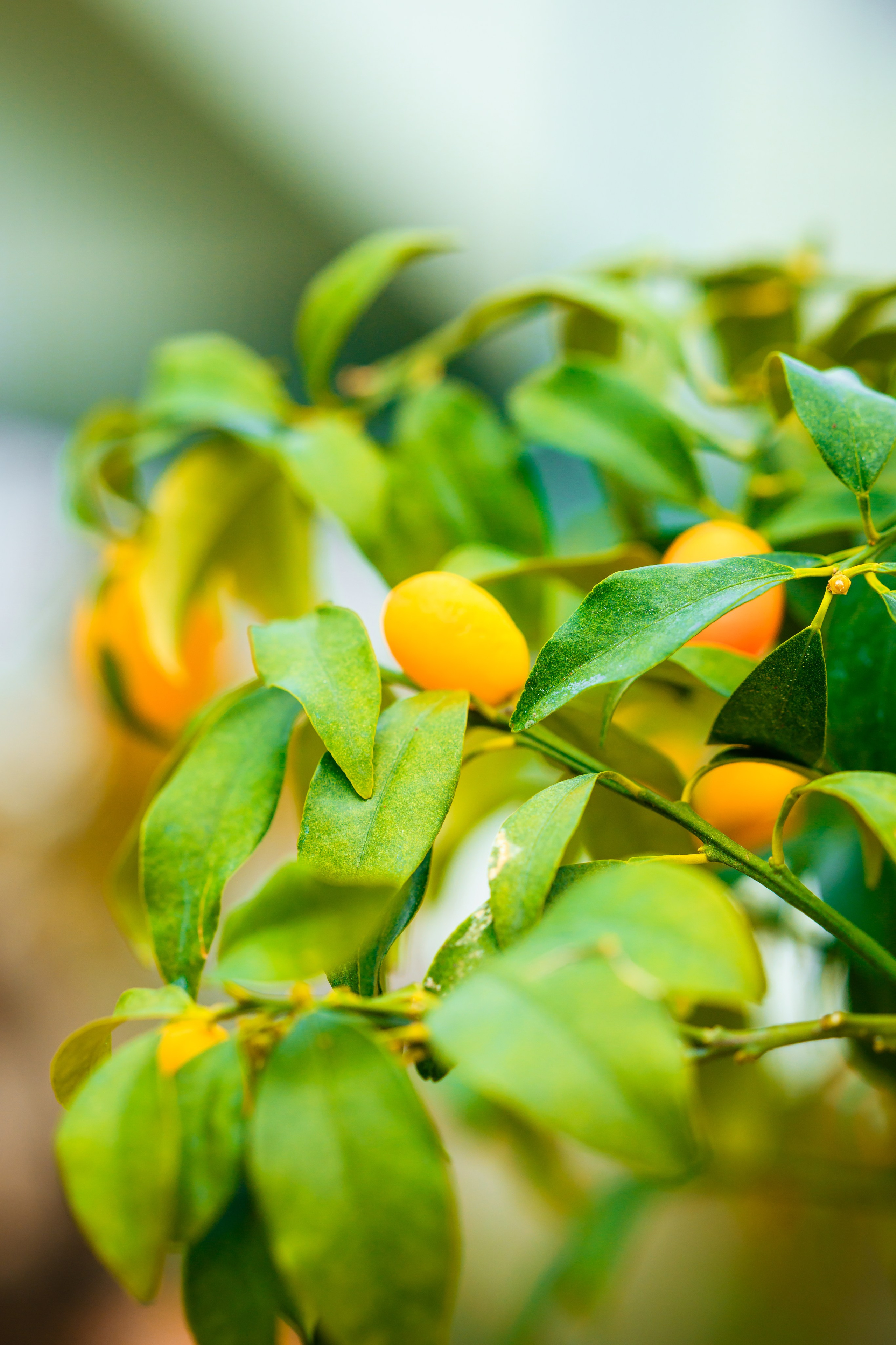 Свадебные фотосессии. Роспись в ЗАГСе. Выездная регистрация. Студийный и свадебный фотограф и видеограф в Севастополе — Юлия Макаренко