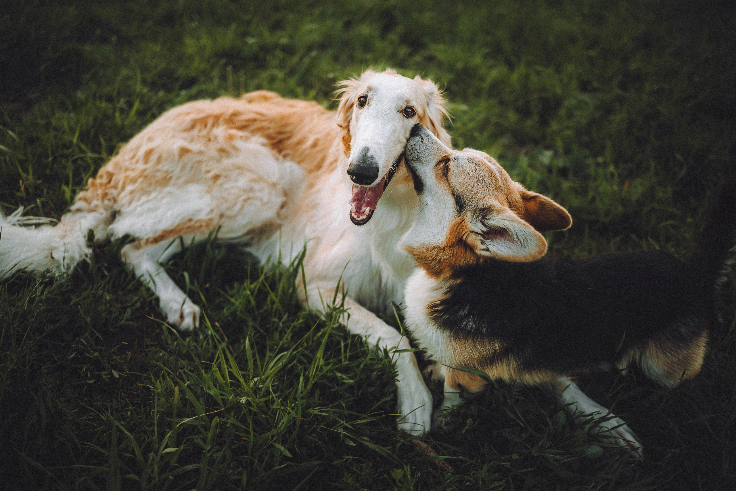 Илай, Зайка и их семья